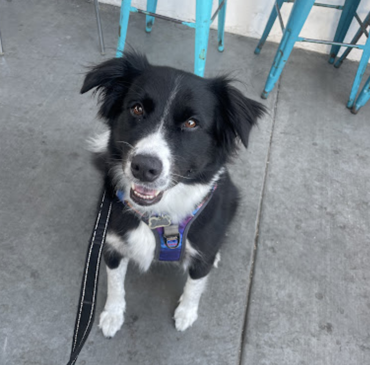 10 Year Old Dog Seated.png