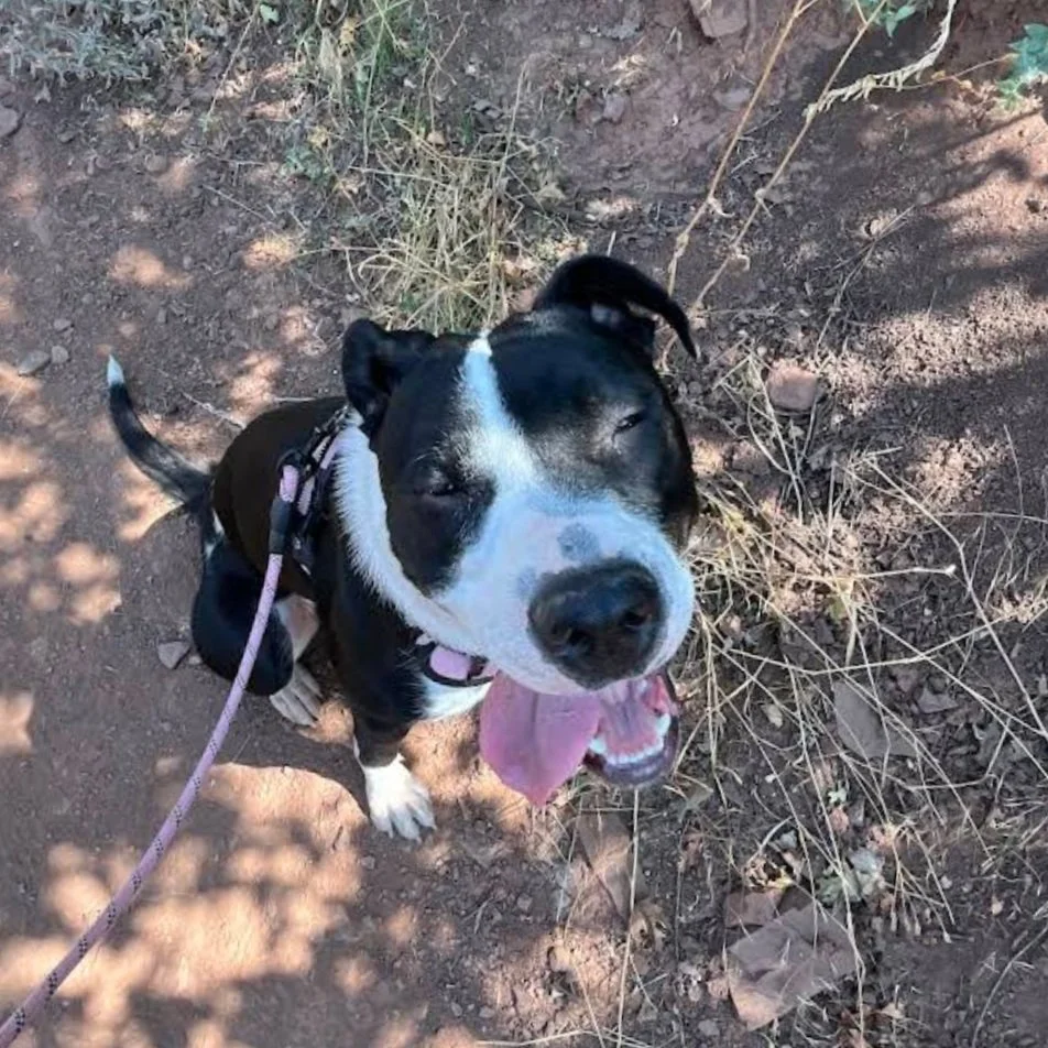 Happy Pit Bull.jpg