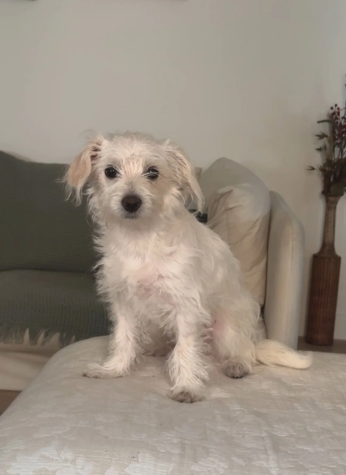 Rescue Dog Sandy On the Couch.jpeg