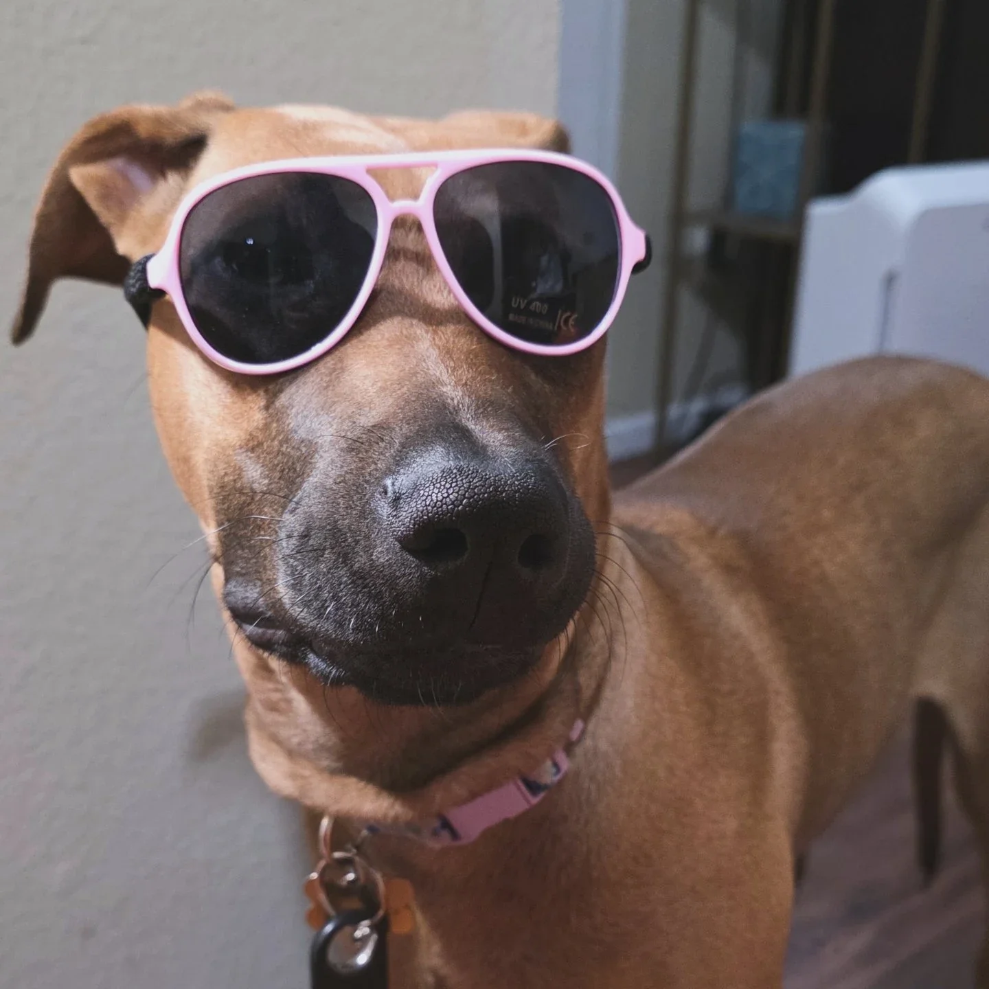 Brown Dog Wearing Sunglasses