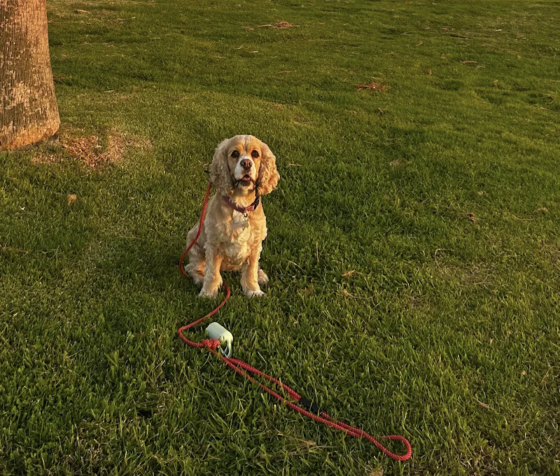 Cocker Spaniel at the Park