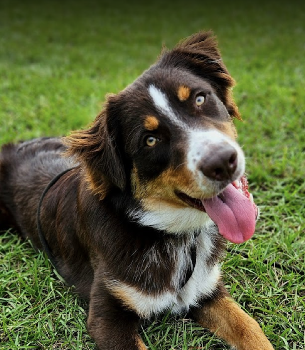 Australian Shepherd In the Grass.png