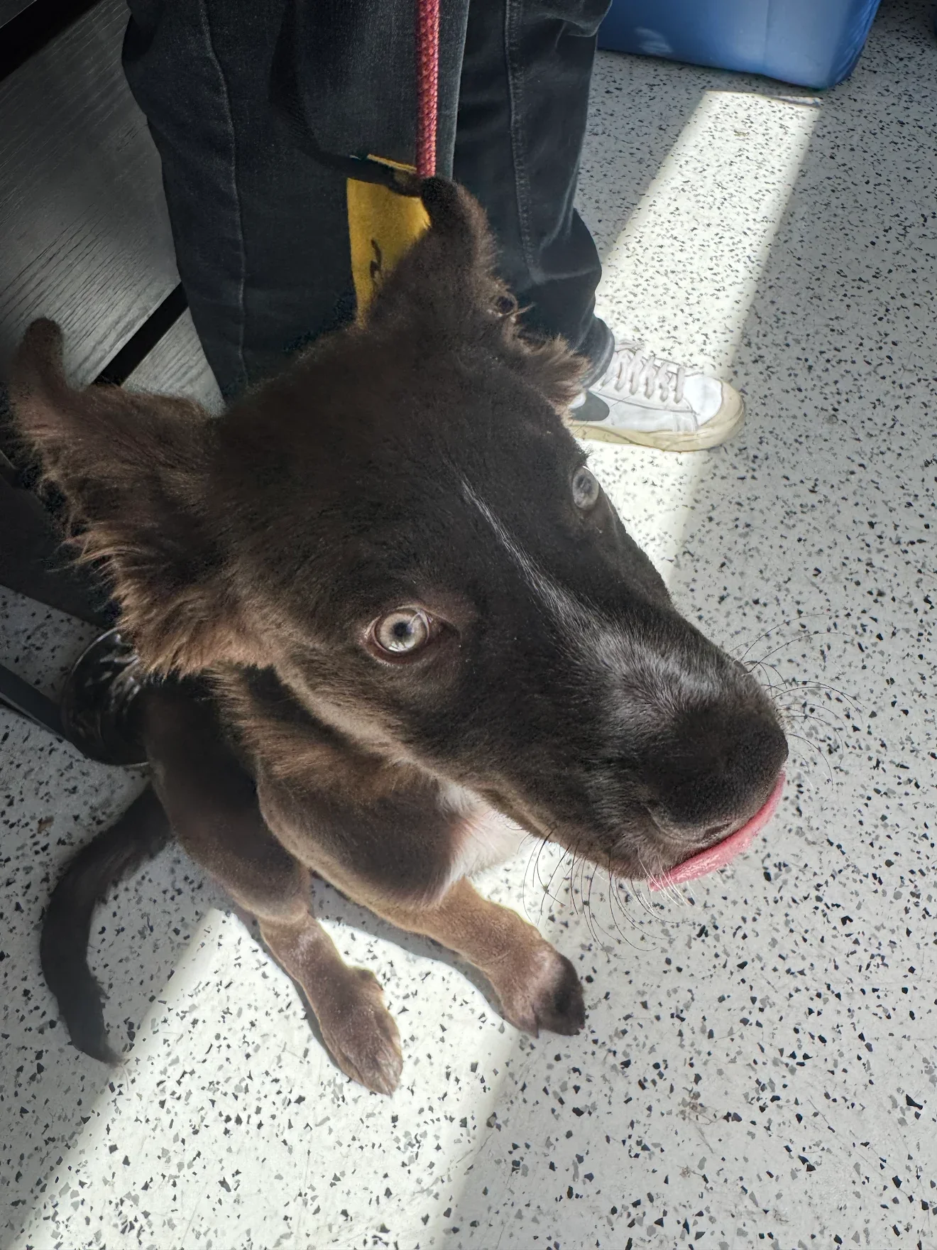Puppy with Tongue Mlem