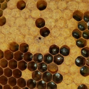 AFB infected brood cells cappings at early stages don't necessarily show very different colour from healthy capped brood