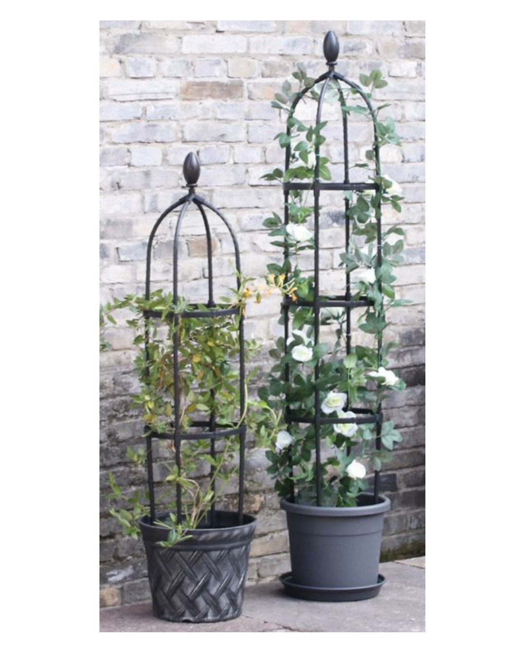 Obelisk trellis with climbing feature plant