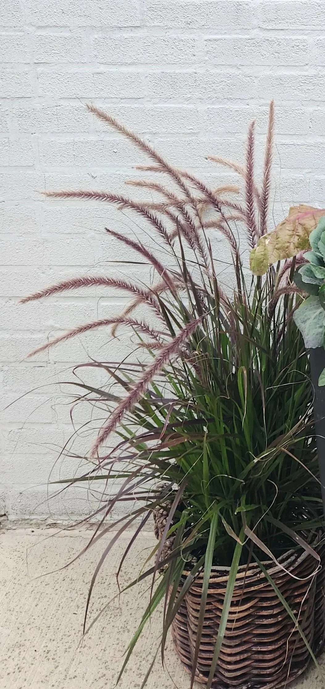 Autumn Fountain Grass