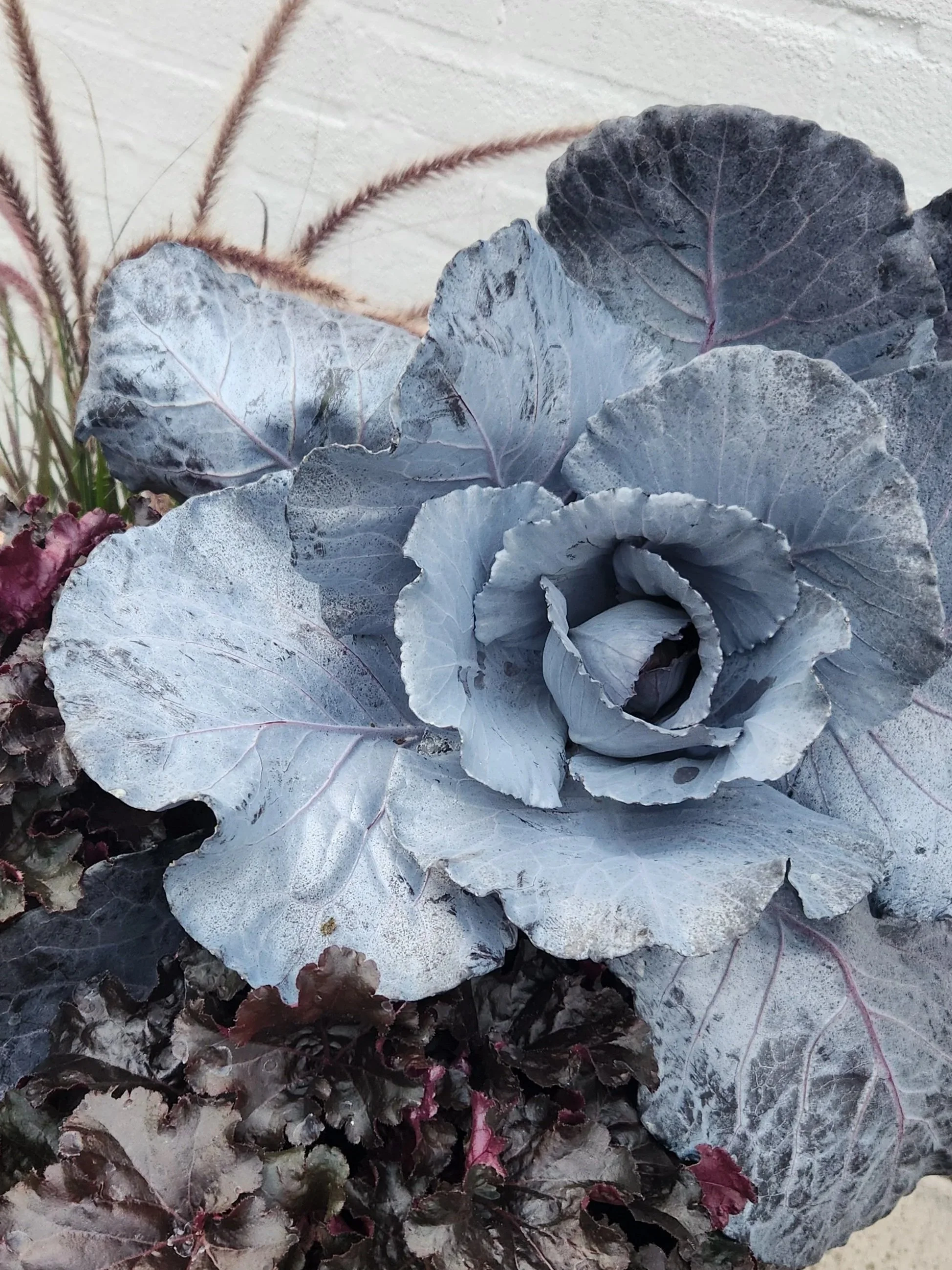 XL Ornamental Cabbage
