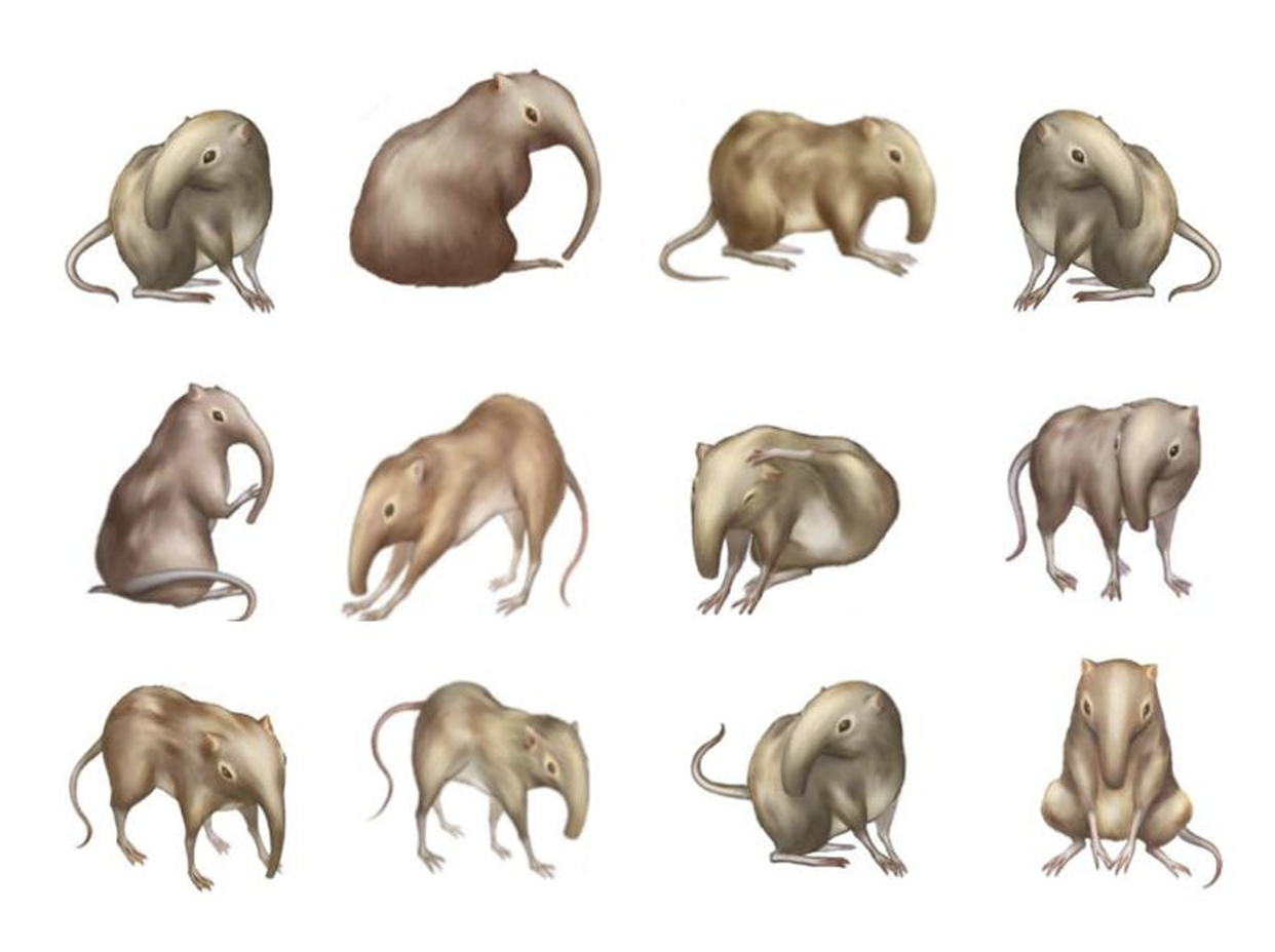 Illustration of twelve piloses.