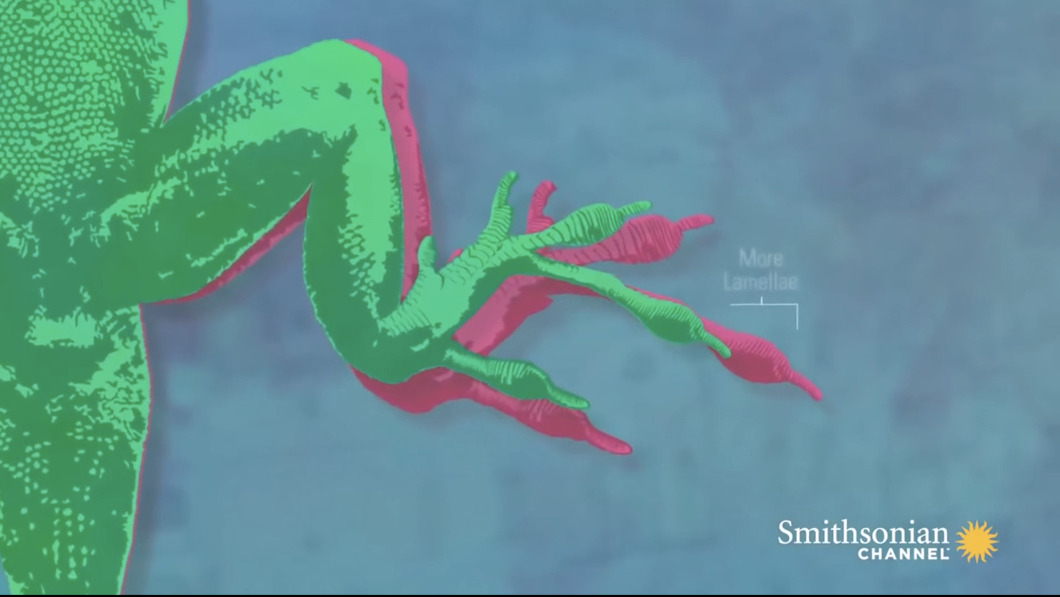 Related Video Item Thumbnail