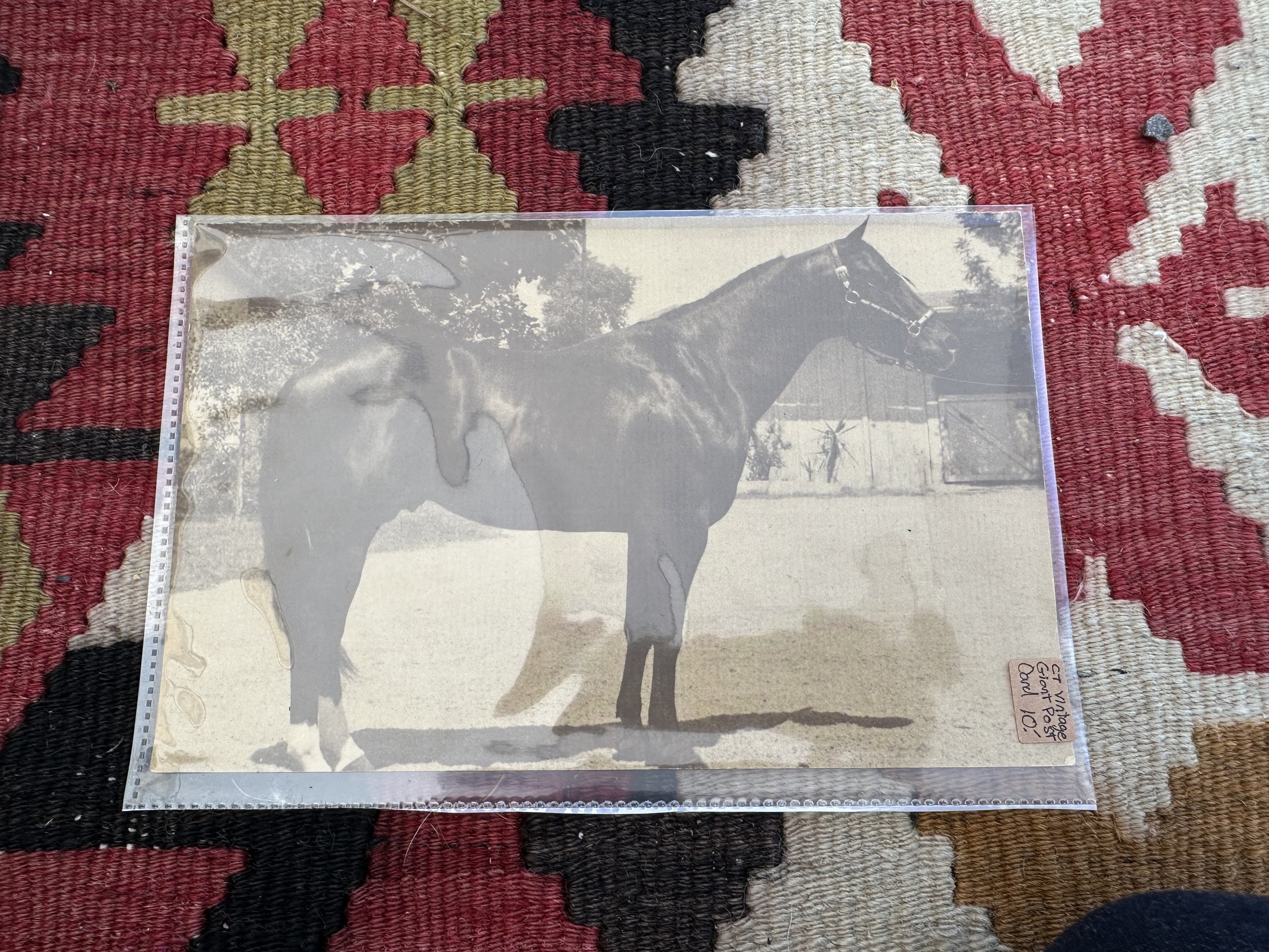 Vintage Giant Postcard Horse