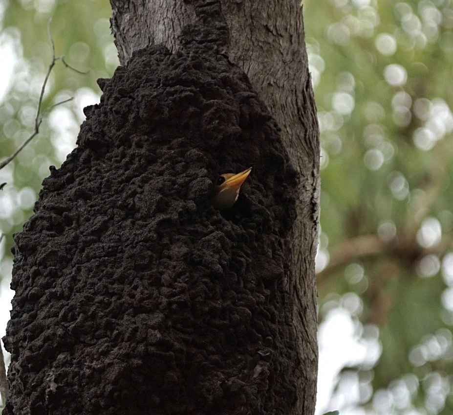 A bird peeking out of a mud nest on a tree trunk.