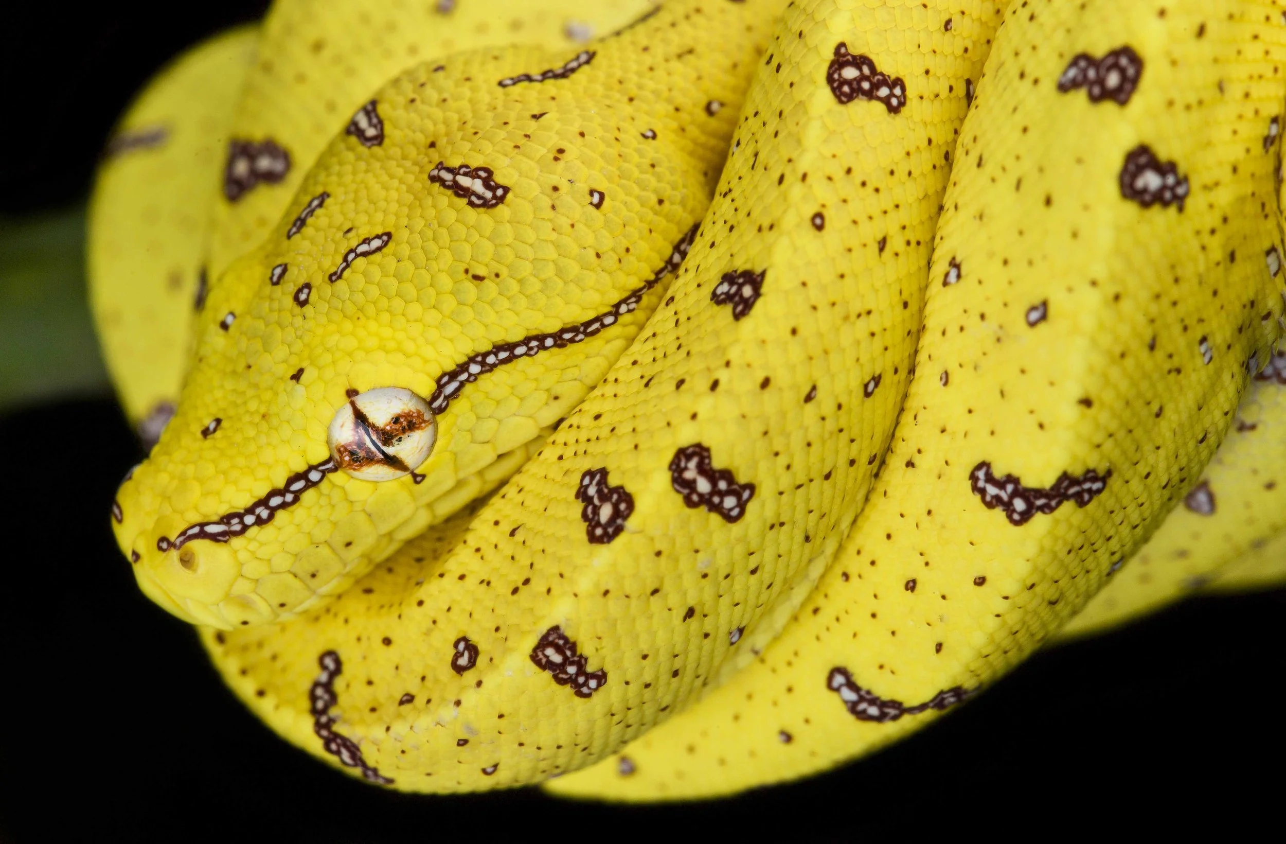 Juvenile green tree python (Morelia viridis) resting on a black background.