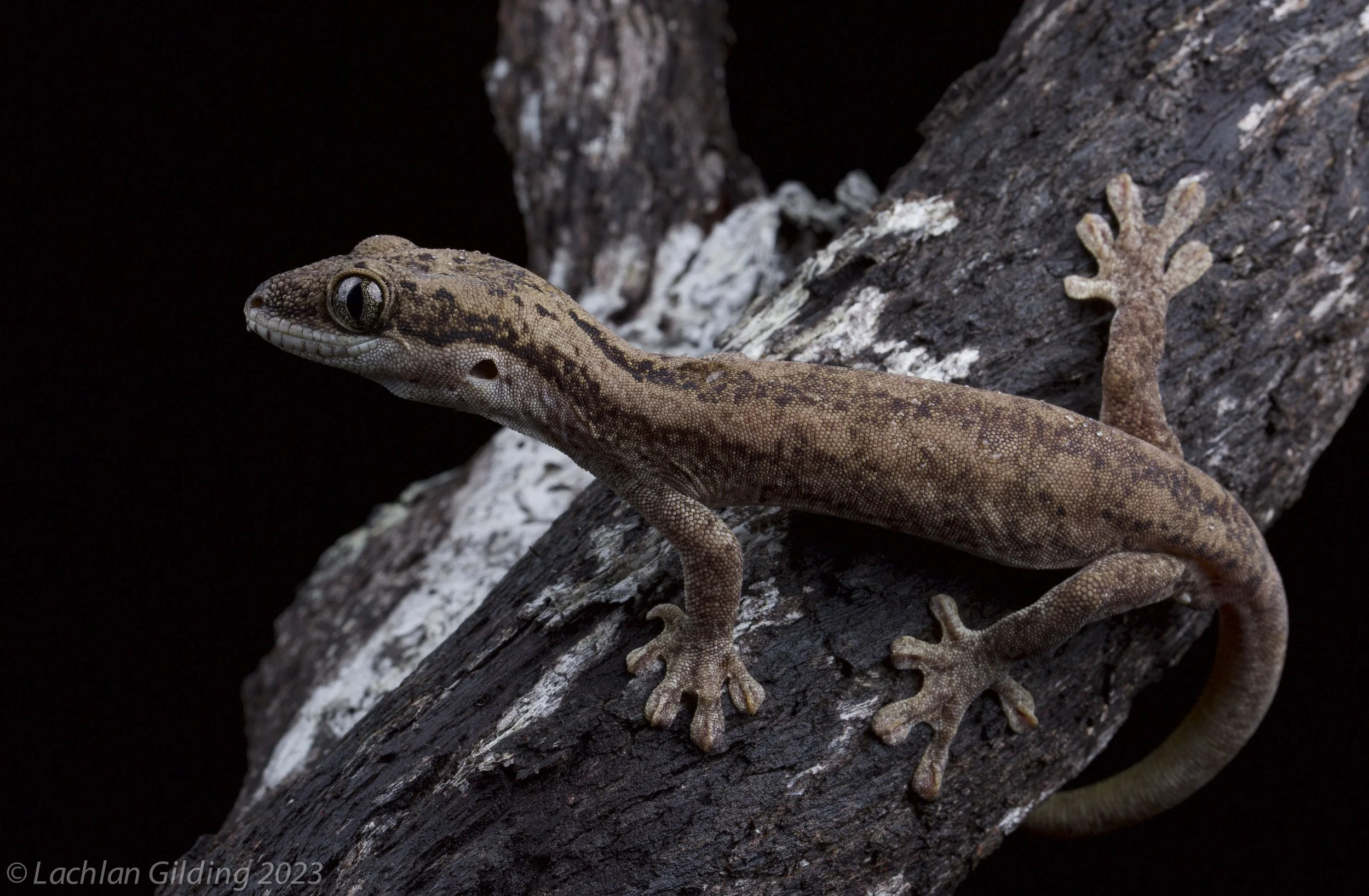 Close-up of a brown and black speckled lizard on a dark tree branch against a black background.