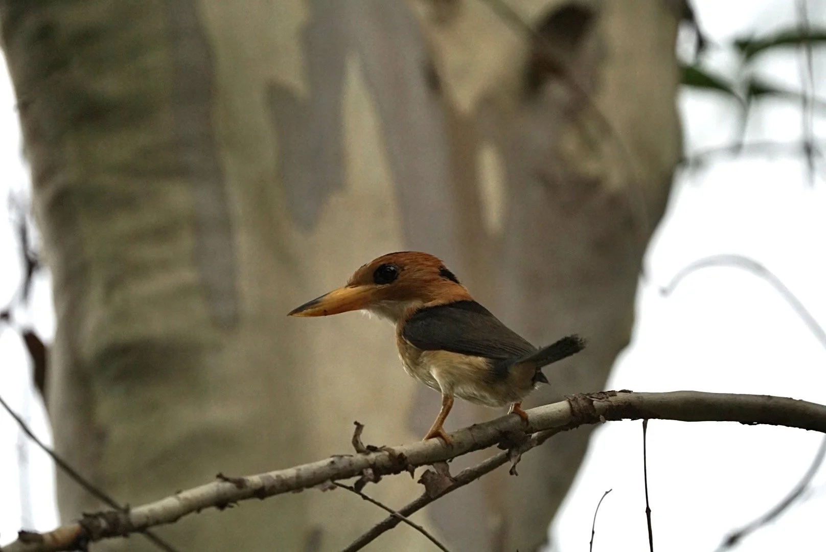 A Yellow-billed kingfisher (Syma torotoro) perched on a thin branch in a tree.