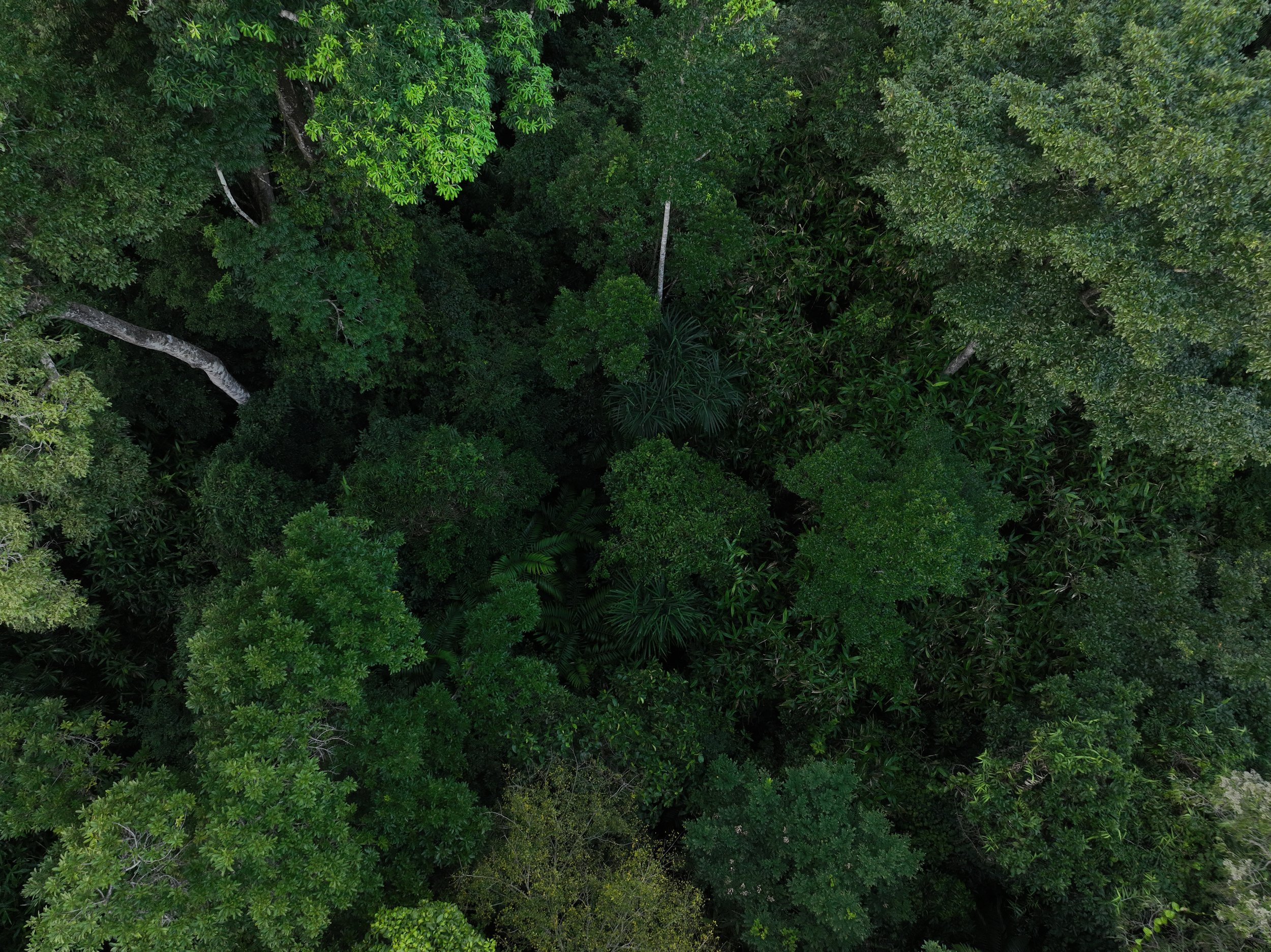 Aerial view of dense green rainforest with various trees and foliage.