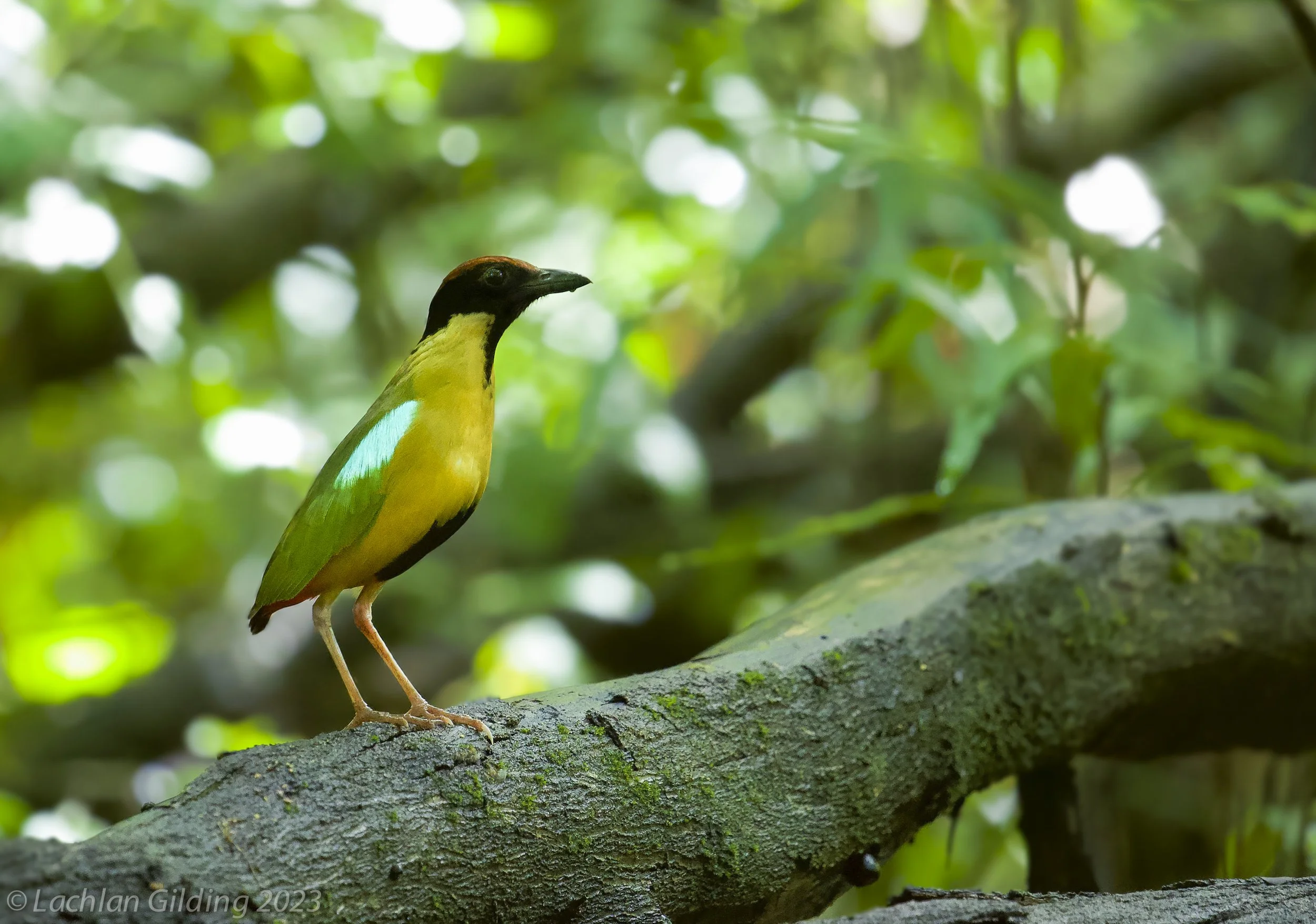 Noisy Pitta (Pitta versicolor) perched on a tree branch in a lush green forest.