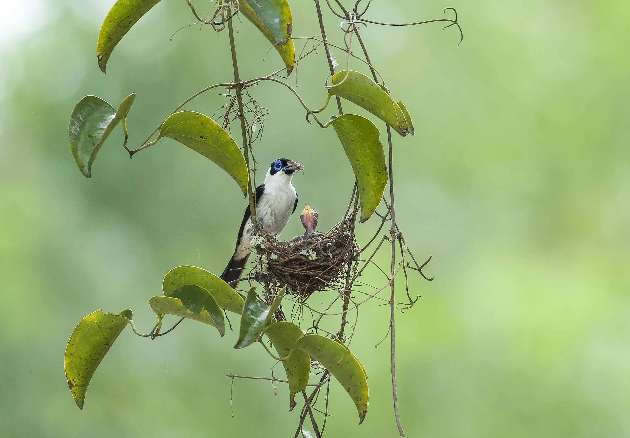 A bird with a white and black body and blue ring around its eye sits on a branch near its nest with a chick in a lush green environment.
