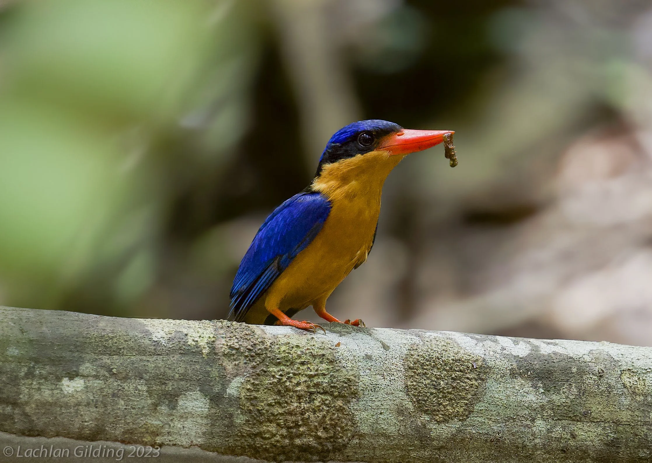 A Buff breasted paradise kingfisher (Tanysiptera sylvia) perched on a branch, holding a small insect or caterpillar in its beak.