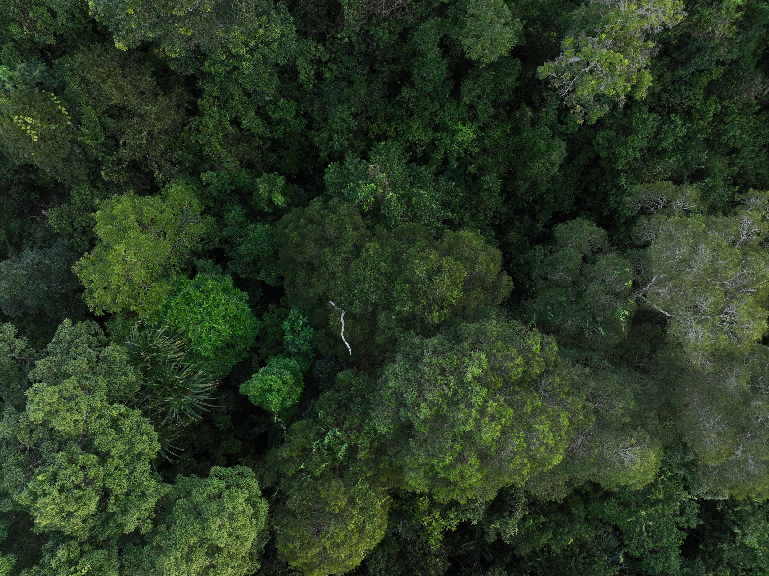 Aerial view of a dense, green rainforest with various types of trees and foliage.