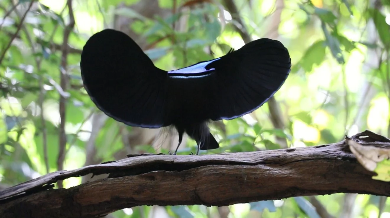 A Magnificent riflebird (Ptiloris magnificus) perched on a tree branch in a forested area.