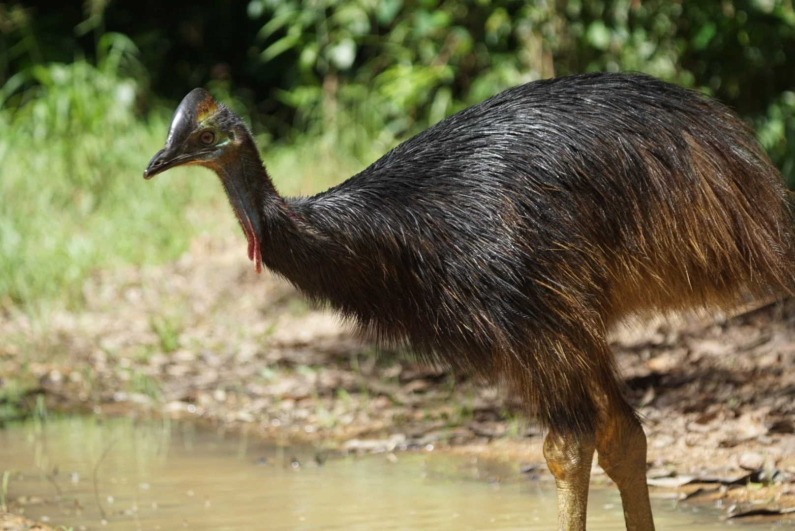 A cassowary (Casuarius) standing near water with green foliage in the background.