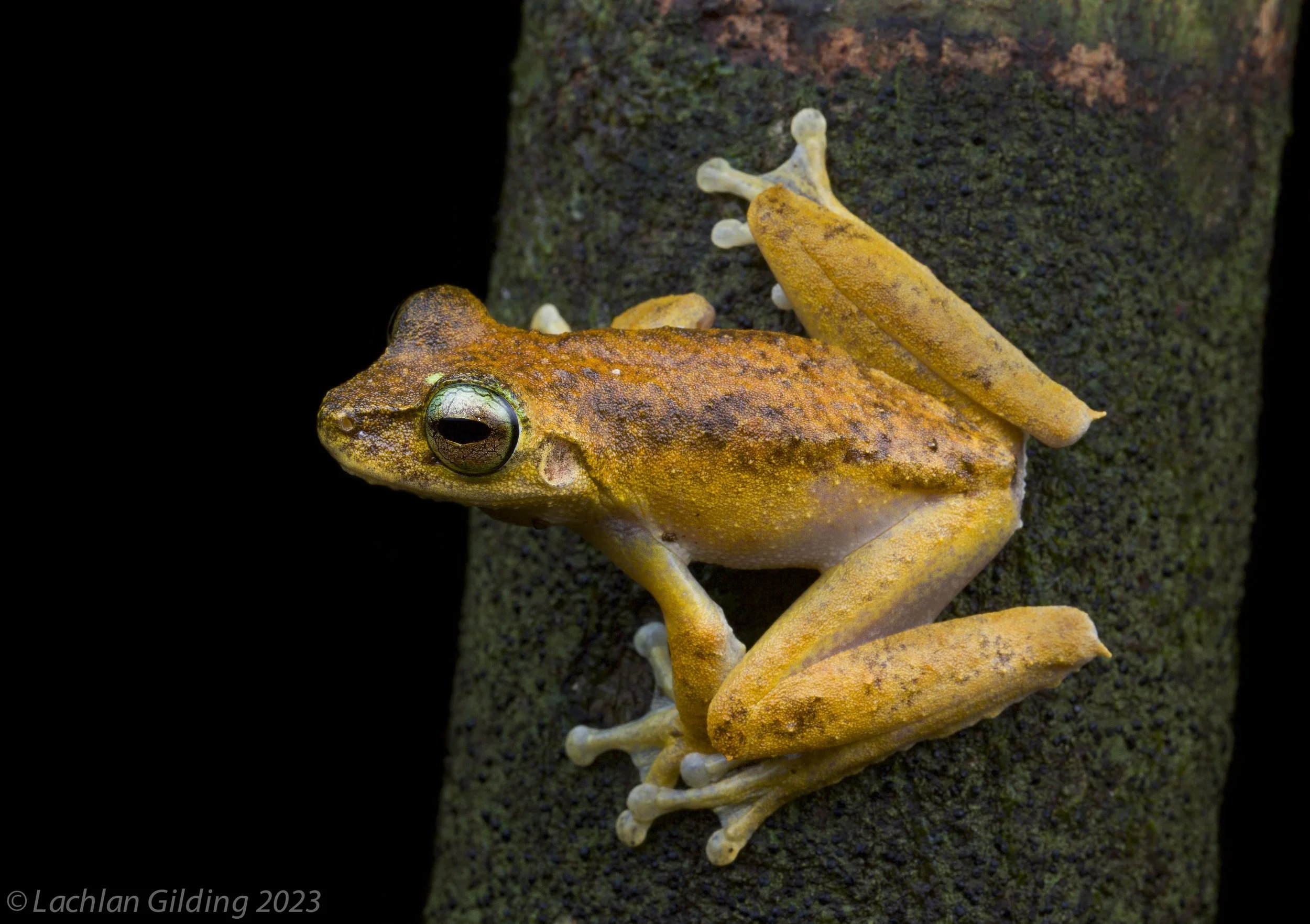 A yellow-orange frog with brown markings climbing on a dark textured tree trunk, facing left.