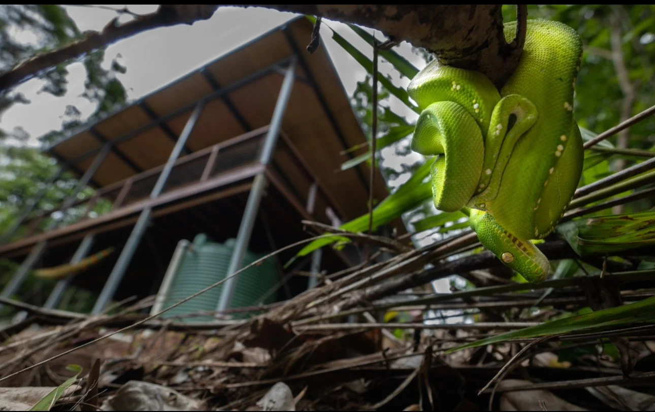 Green tree python (Morelia viridis) wrapped around a tree branch in the foreground with a wooden treehouse structure in the background, surrounded by foliage.