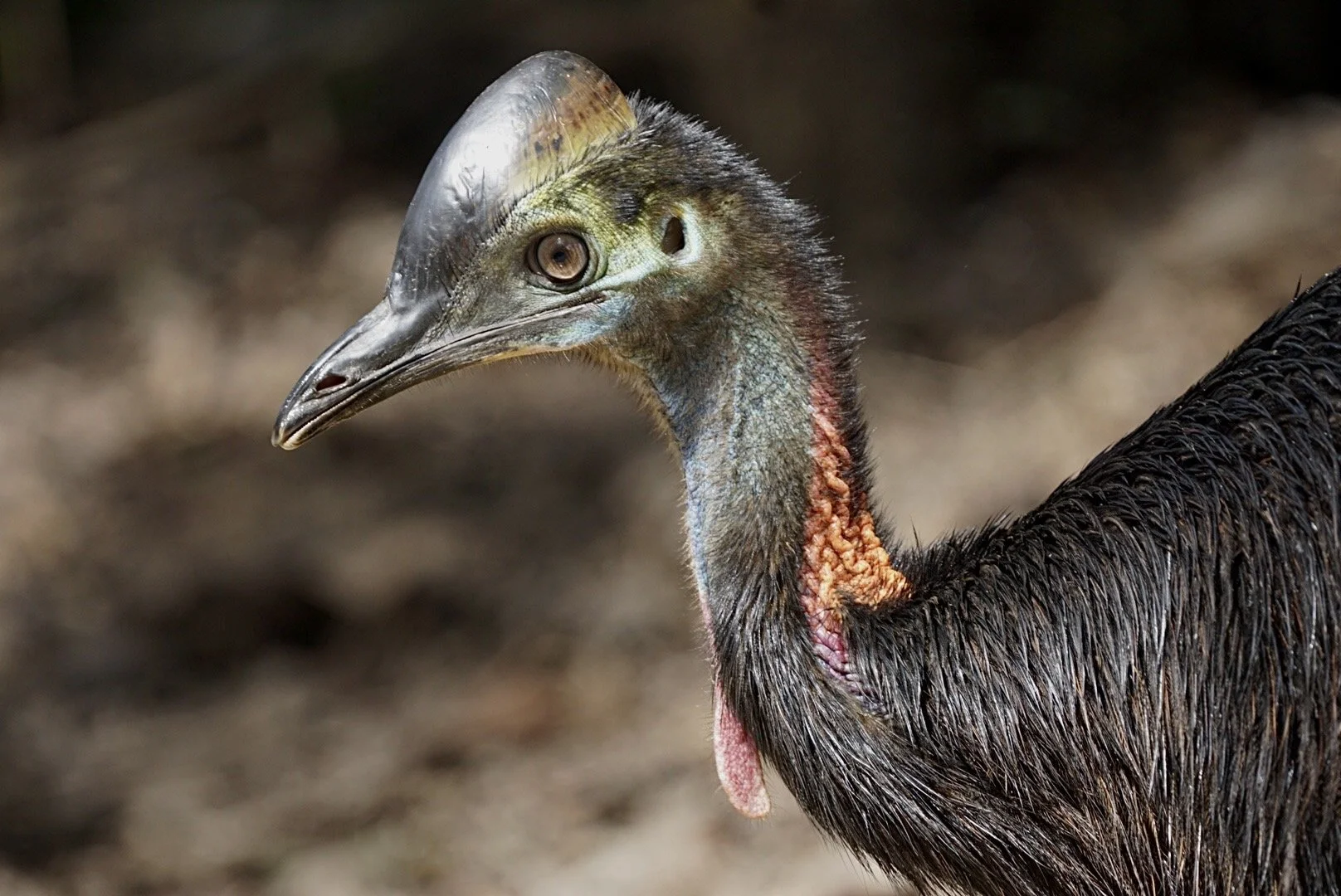 A cassowary (Casuarius)