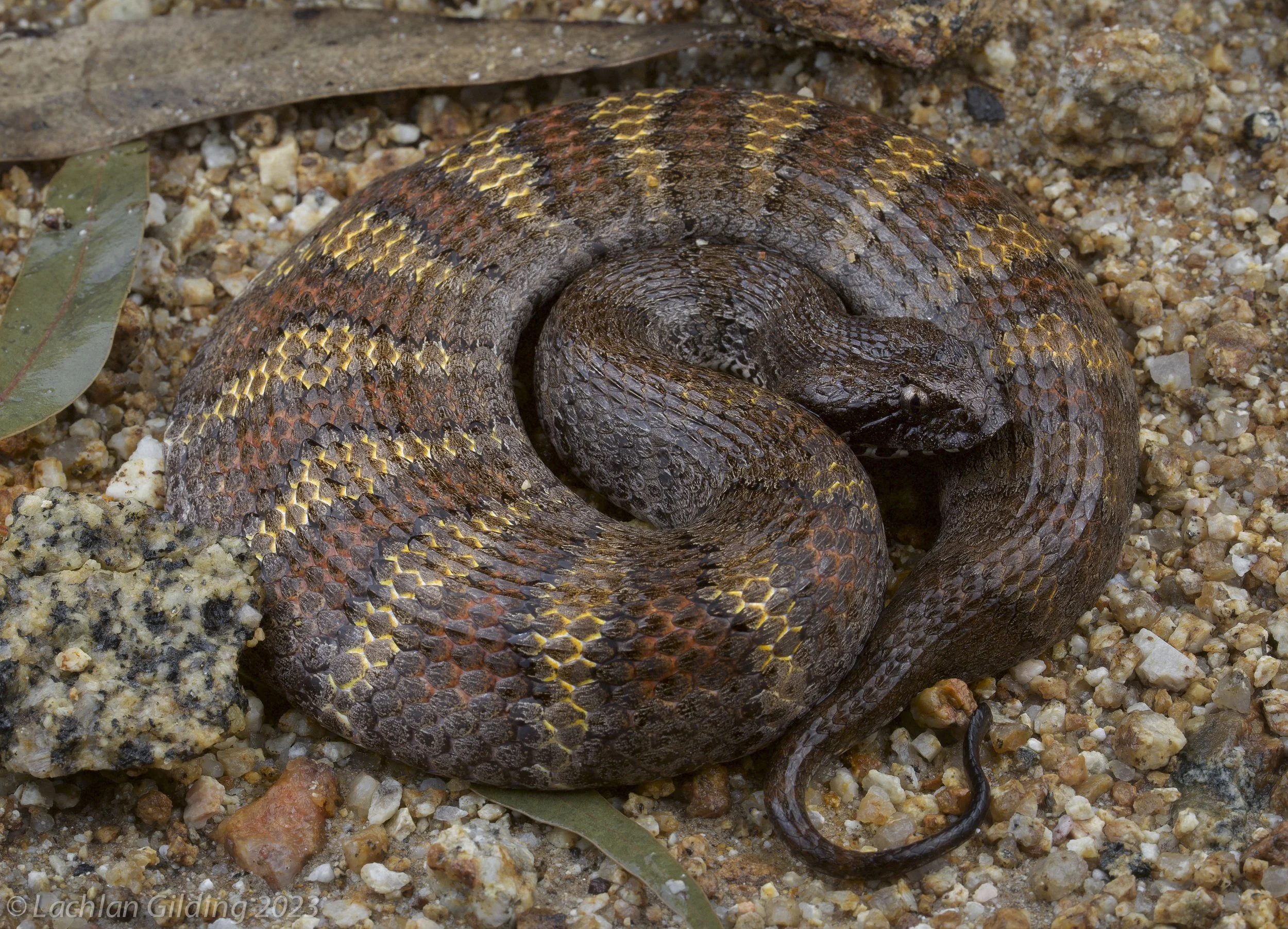 A  Common Death Adder (Acanthophis antarcticus) on a rocky ground surface.