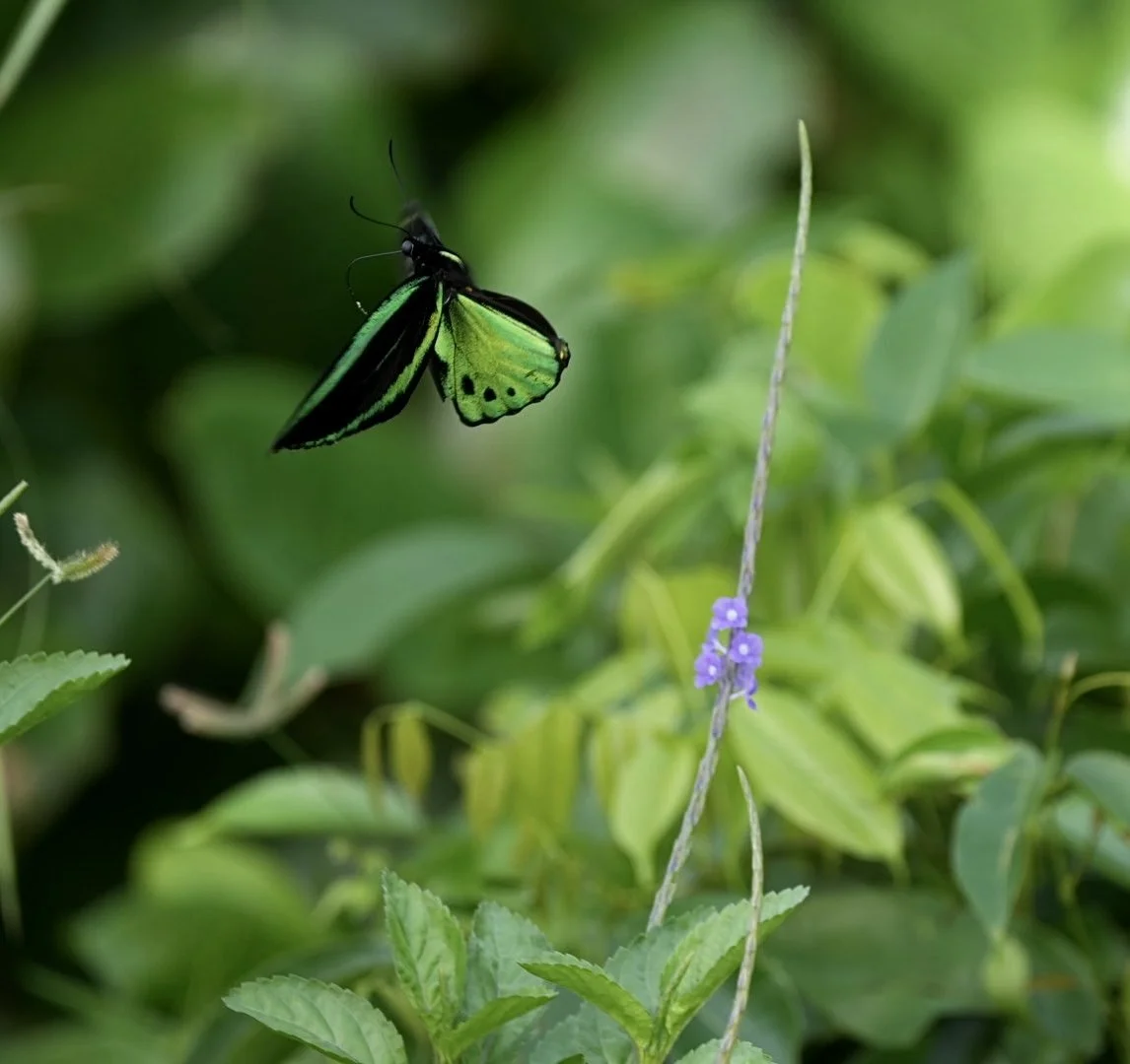 A green and black butterfly in flight near a purple flower on a thin stem surrounded by green leaves.