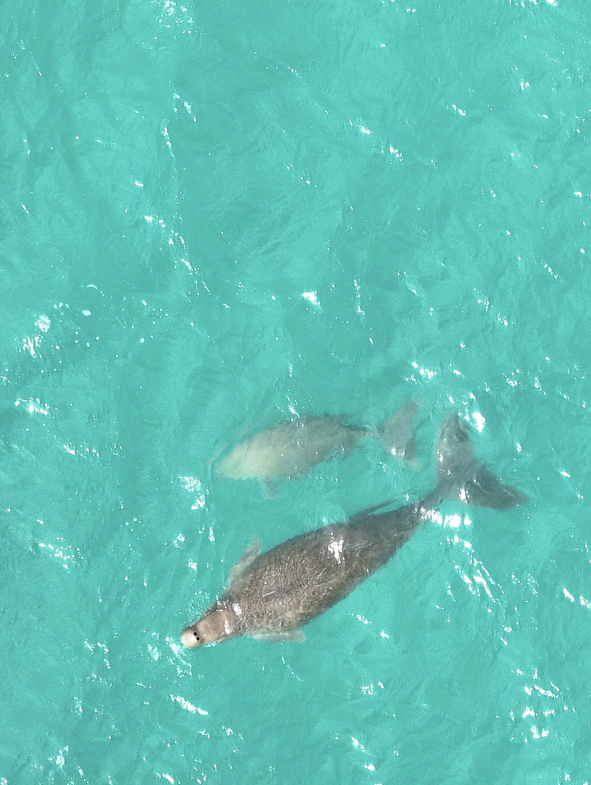 Two Dugongs swimming in clear turquoise water.