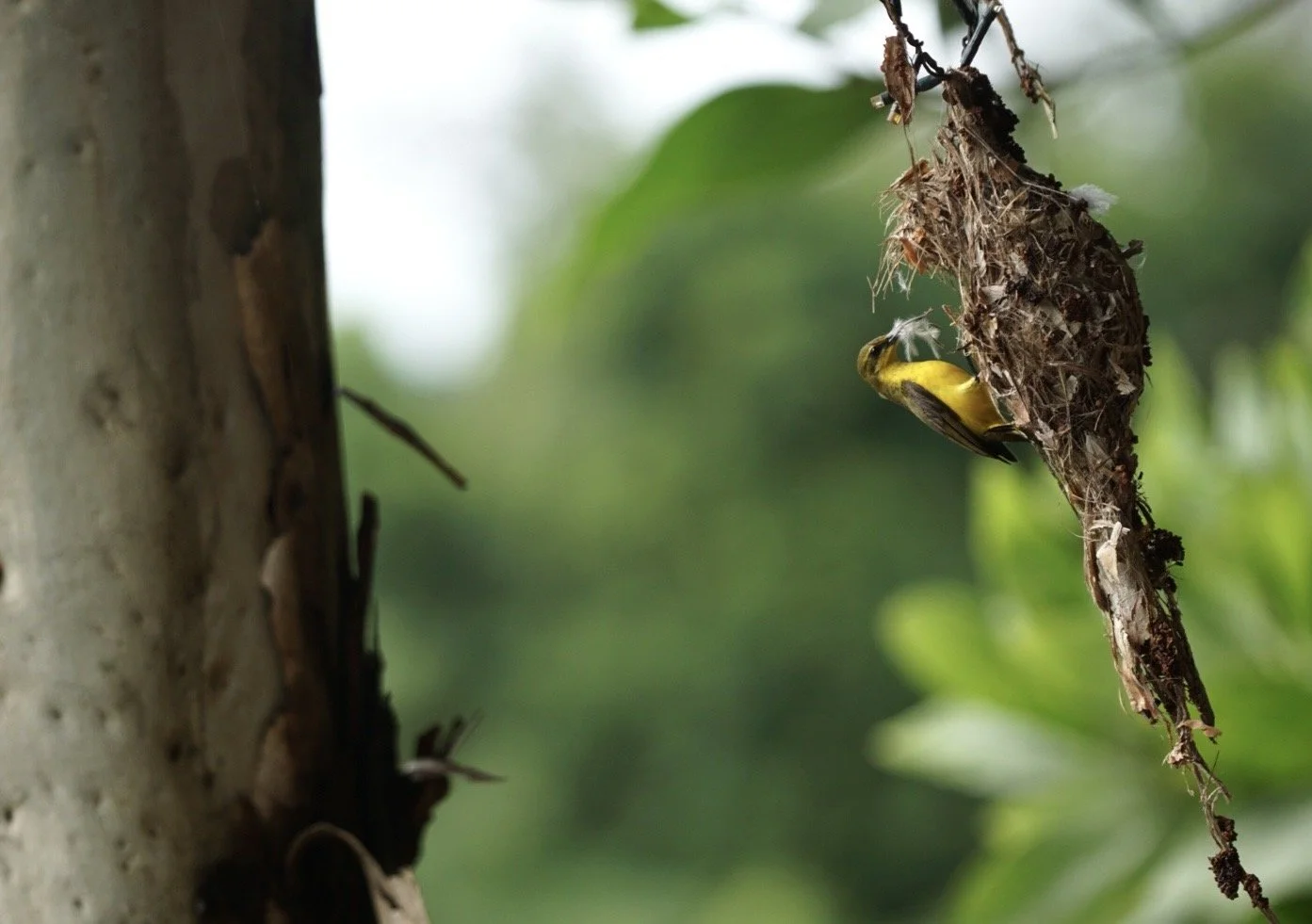 A yellow bird sitting on its nest hanging on a tree branch.