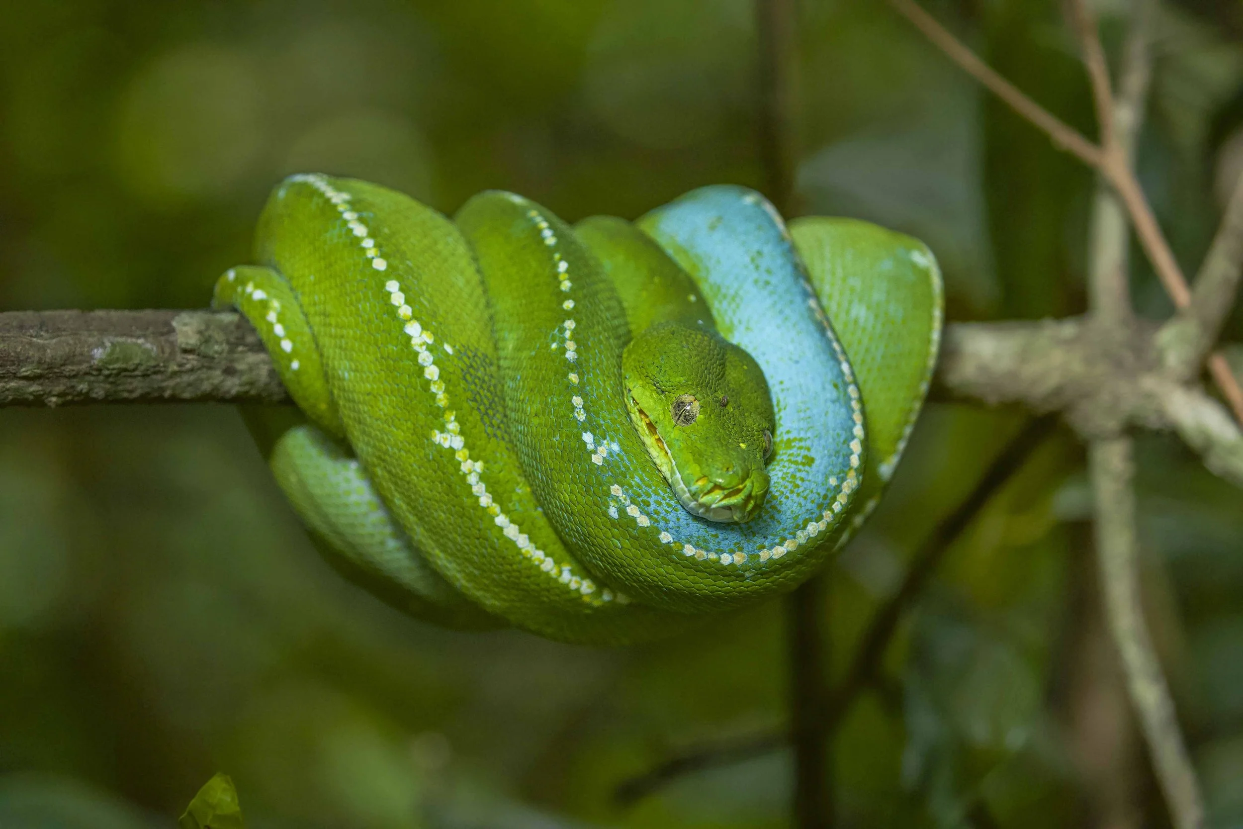 Green tree python (Morelia viridis) coiled around a tree branch in a lush forest.