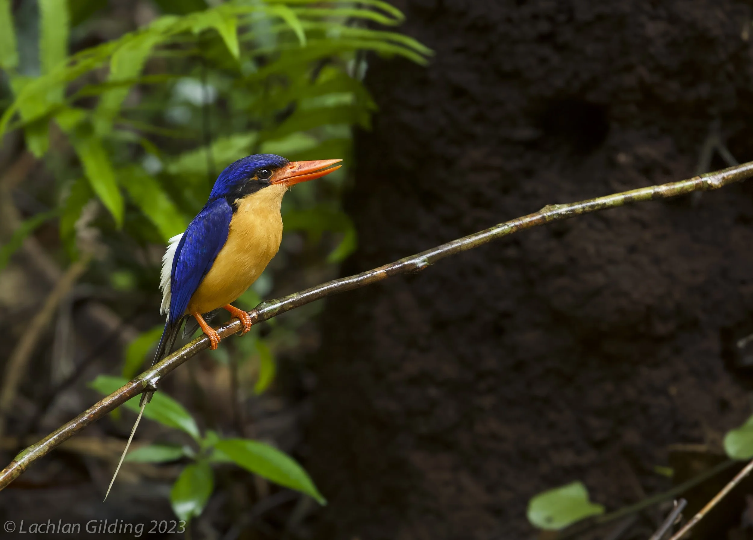 Buff-breasted paradise kingfisher (Tanysiptera sylvia) perched on a thin branch in a lush green environment.