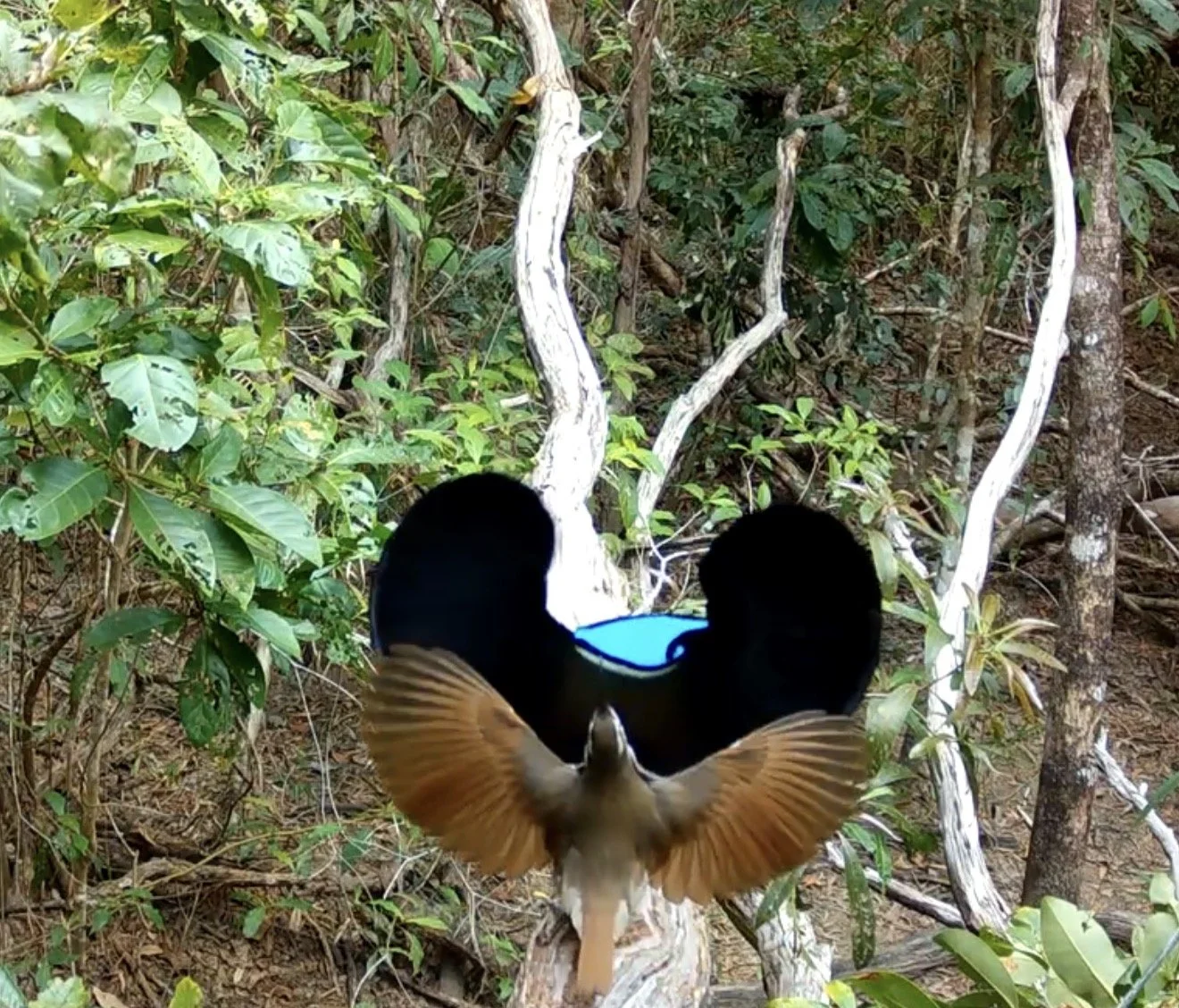 Magnificent riflebird (Ptiloris magnificus) 