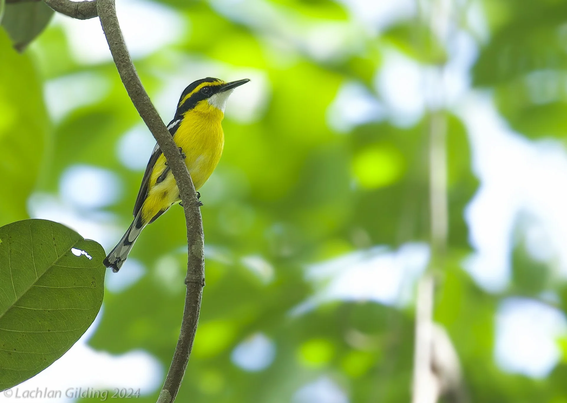 A yellow and black bird perched on a thin branch amid green leaves, with a blurred green background.