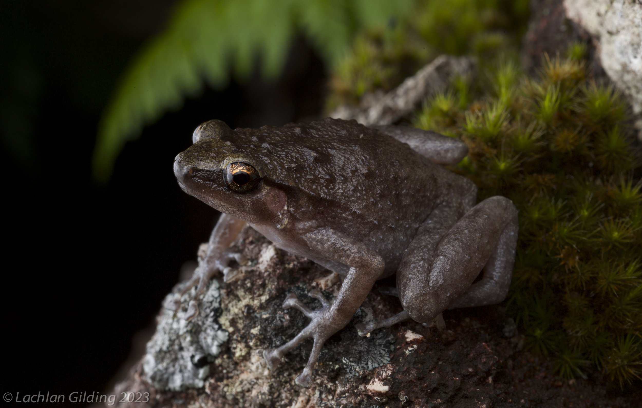 A close-up of a brown frog sitting on a mossy, lichen-covered rock with dark background.