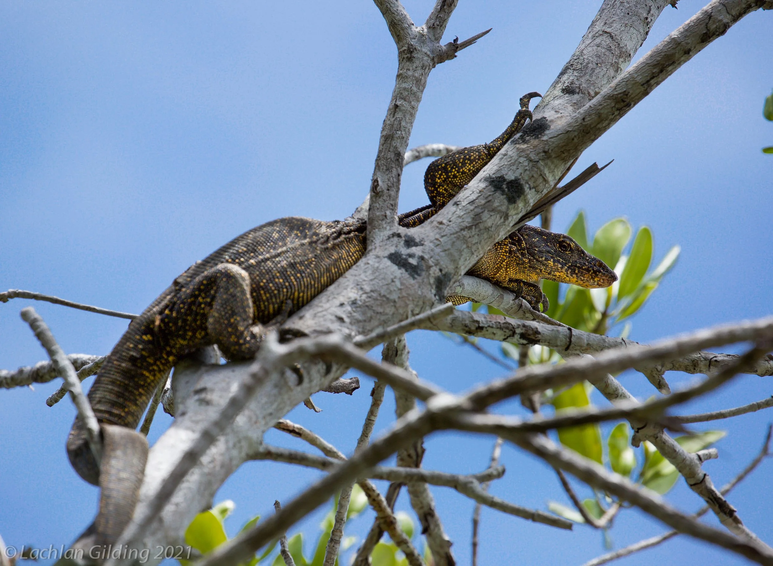 Two yellow-spotted black lizards on a gray tree branch against a blue sky, with green leaves nearby.