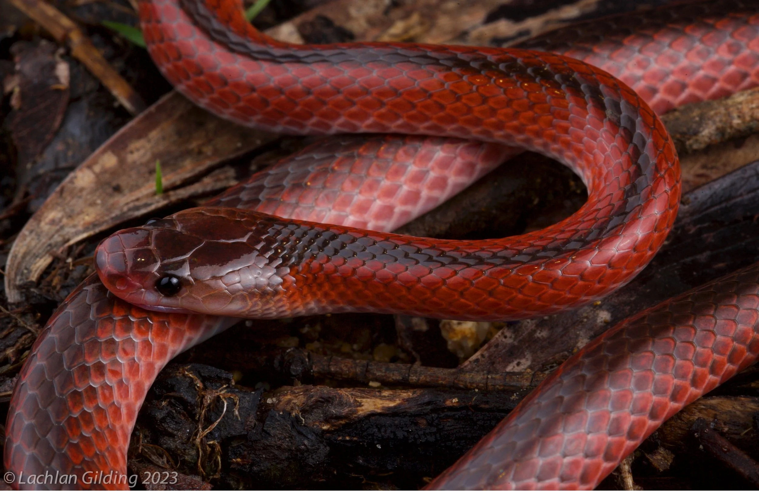 A close-up photo of a red and brown snake with a patterned body resting on wood and leaves.