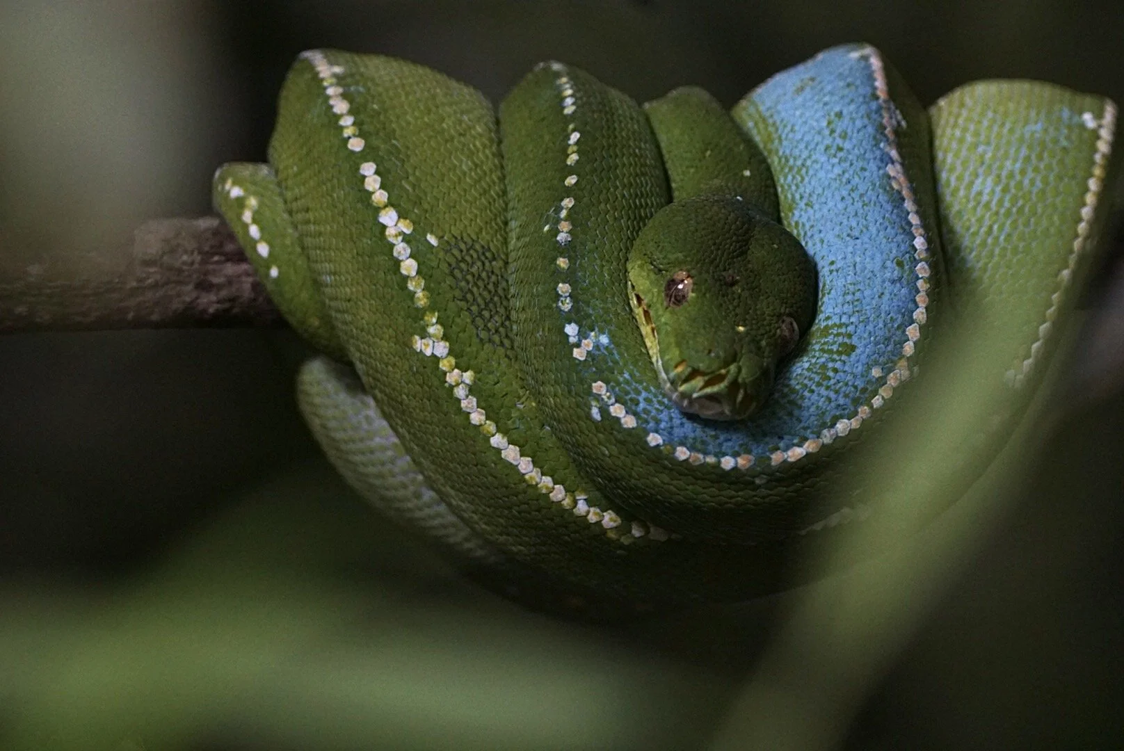 Green tree python (Morelia viridis) coiled around a branch, with a dark background.