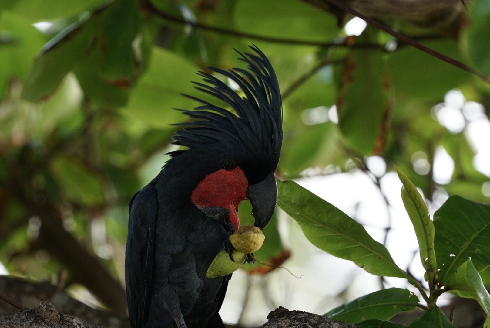 A Palm cockatoo (Probosciger aterrimus)  with a red cheek patch and a prominent crest on its head, holding a nut or seed with its beak, perched on a tree branch surrounded by green leaves.