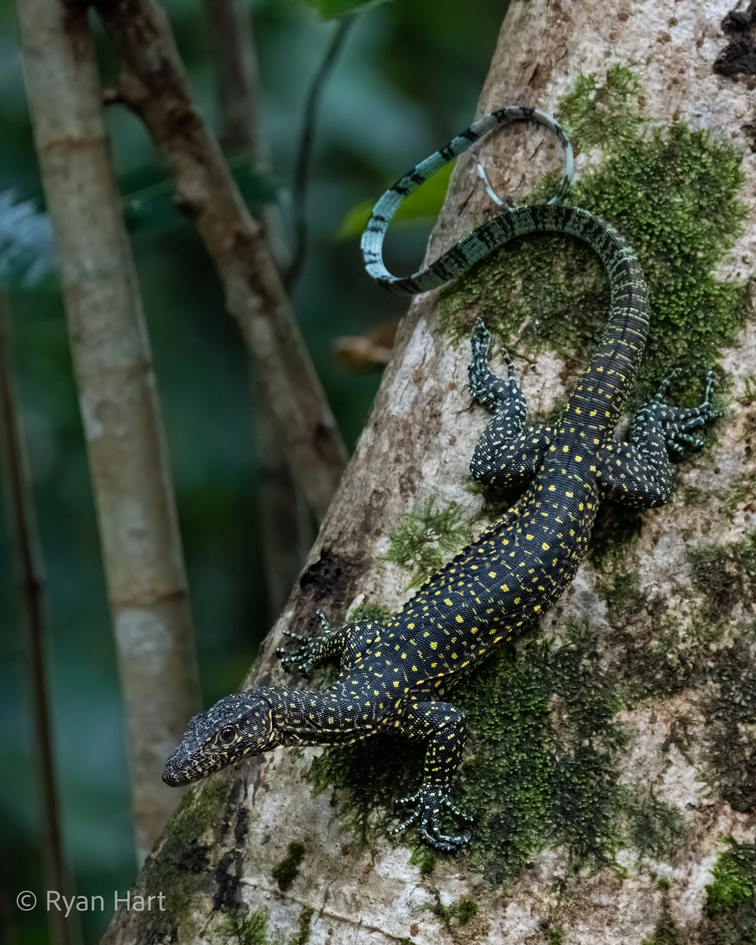 A black and yellow spotted lizard climbing on a moss-covered tree trunk in a forest.