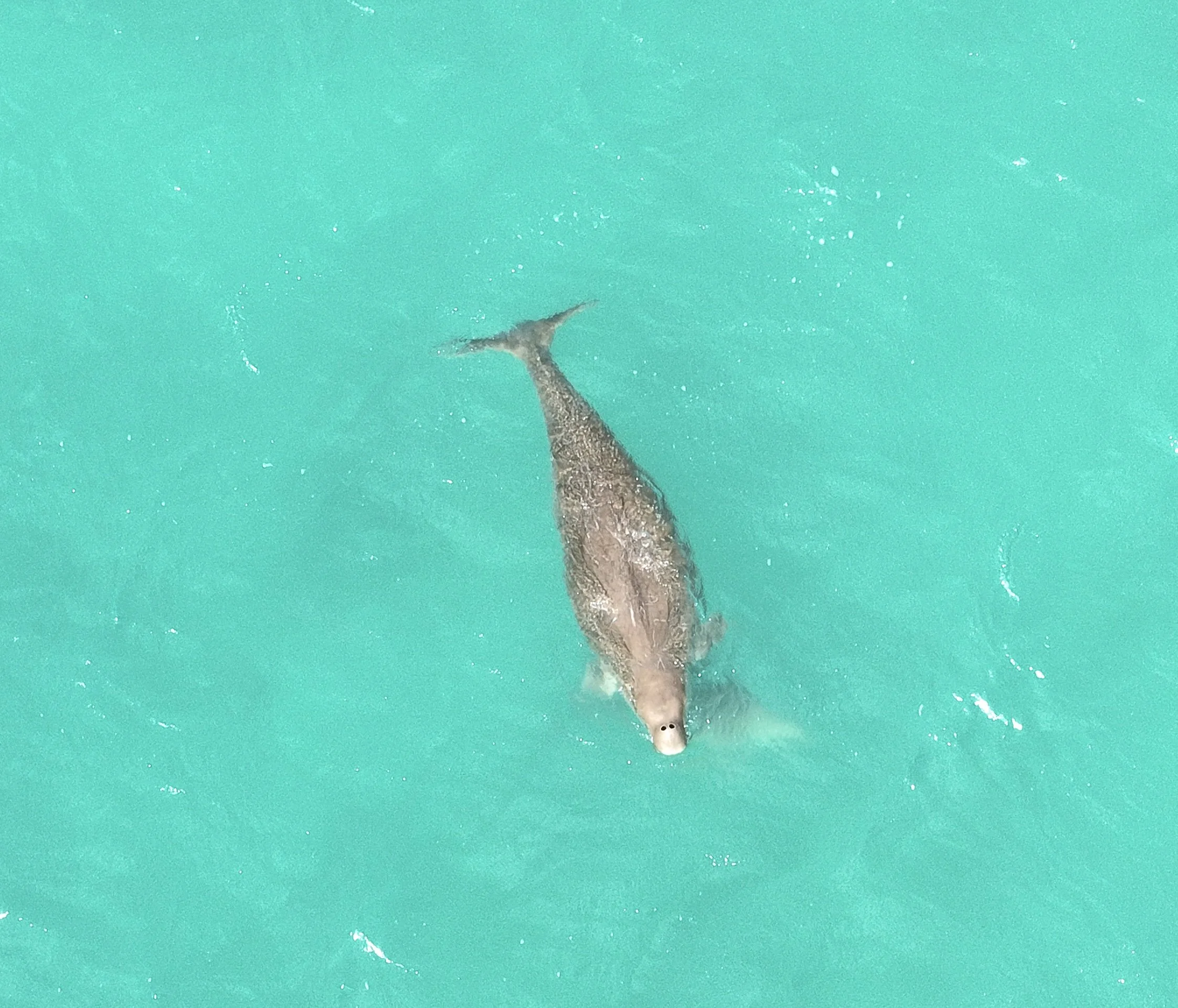 A Dugong swimming in clear, turquoise water seen from above.