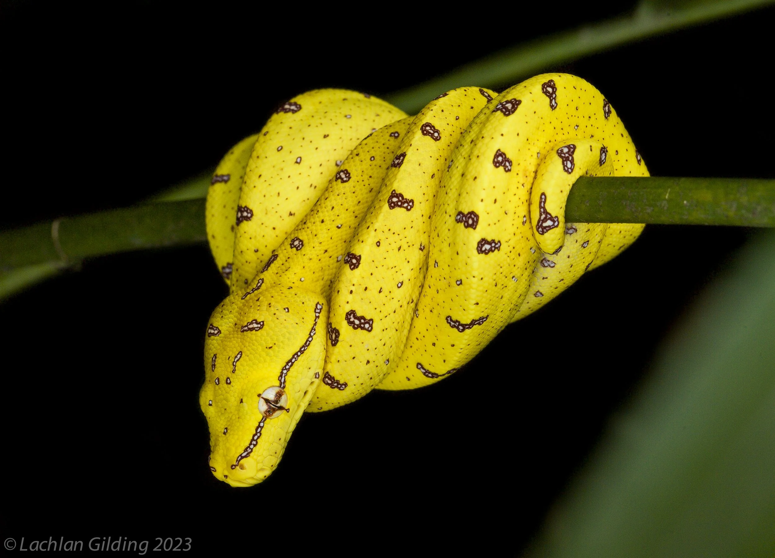 Green tree python (Morelia viridis) coiled around a green branch against a black background.