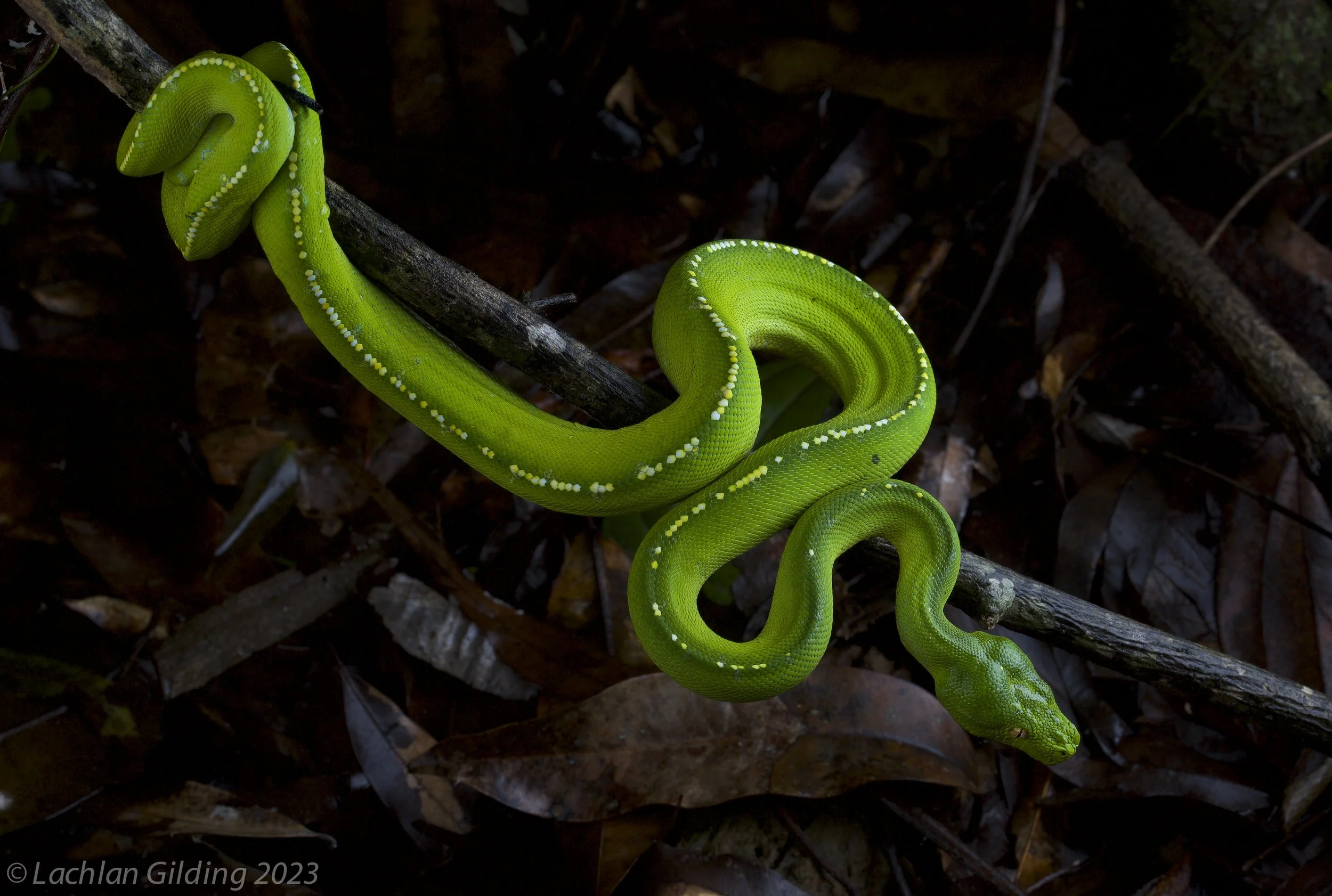 Green tree python (Morelia viridis)  coiled around a branch on the forest floor with leaves and twigs in the background.
