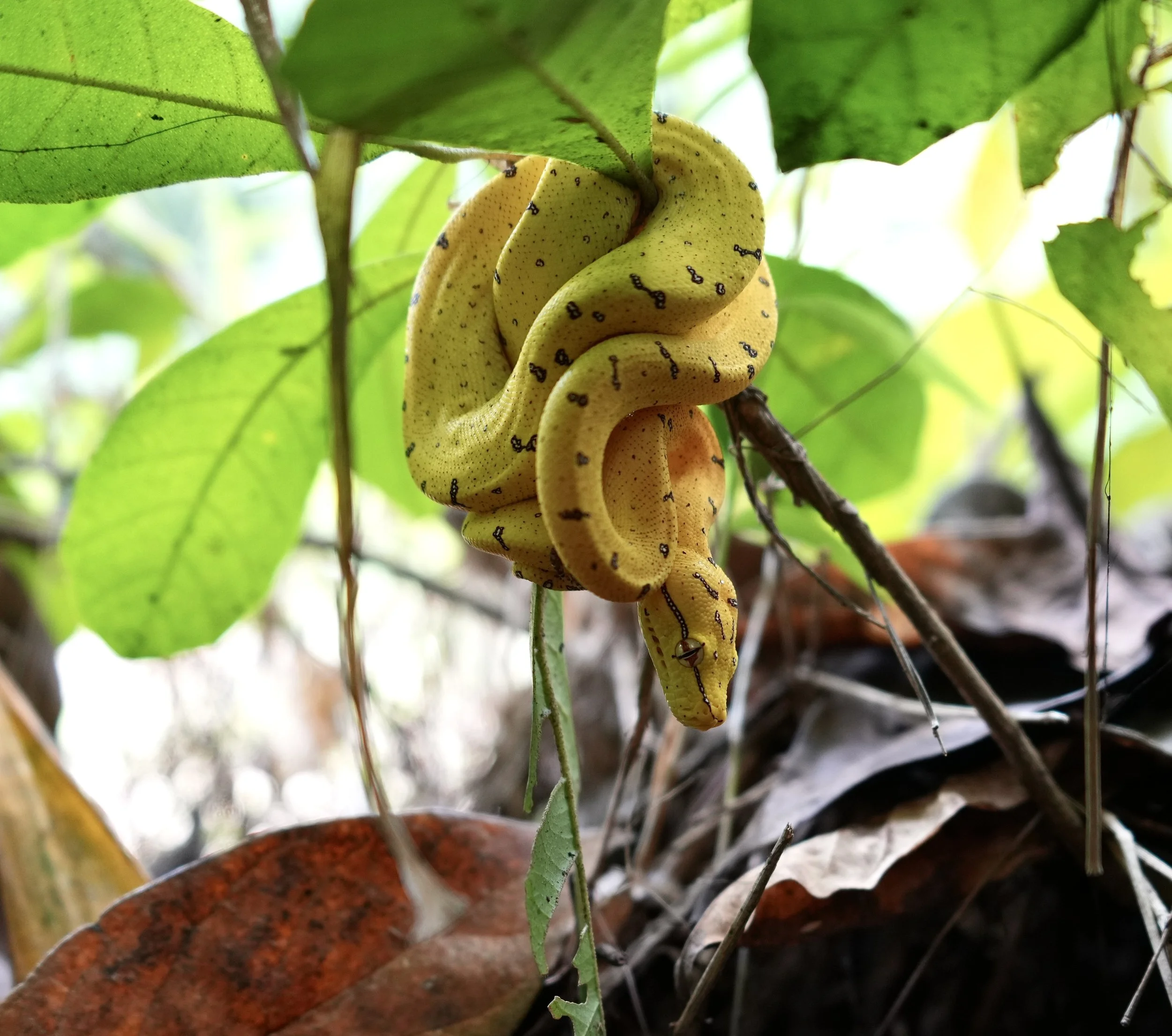A juvenile Green tree python (Morelia viridis) hanging from a branch among green leaves in a forest.