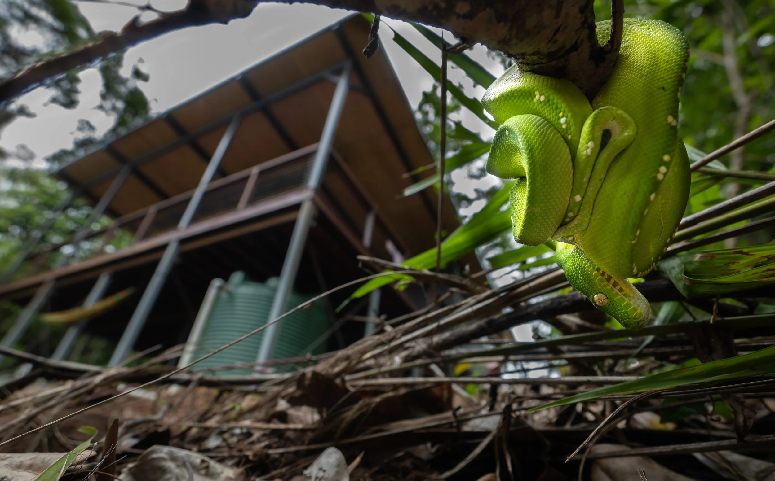 Green tree python (Morelia viridis) hangs from a tree branch in dense jungle foliage with a treehouse in the background.