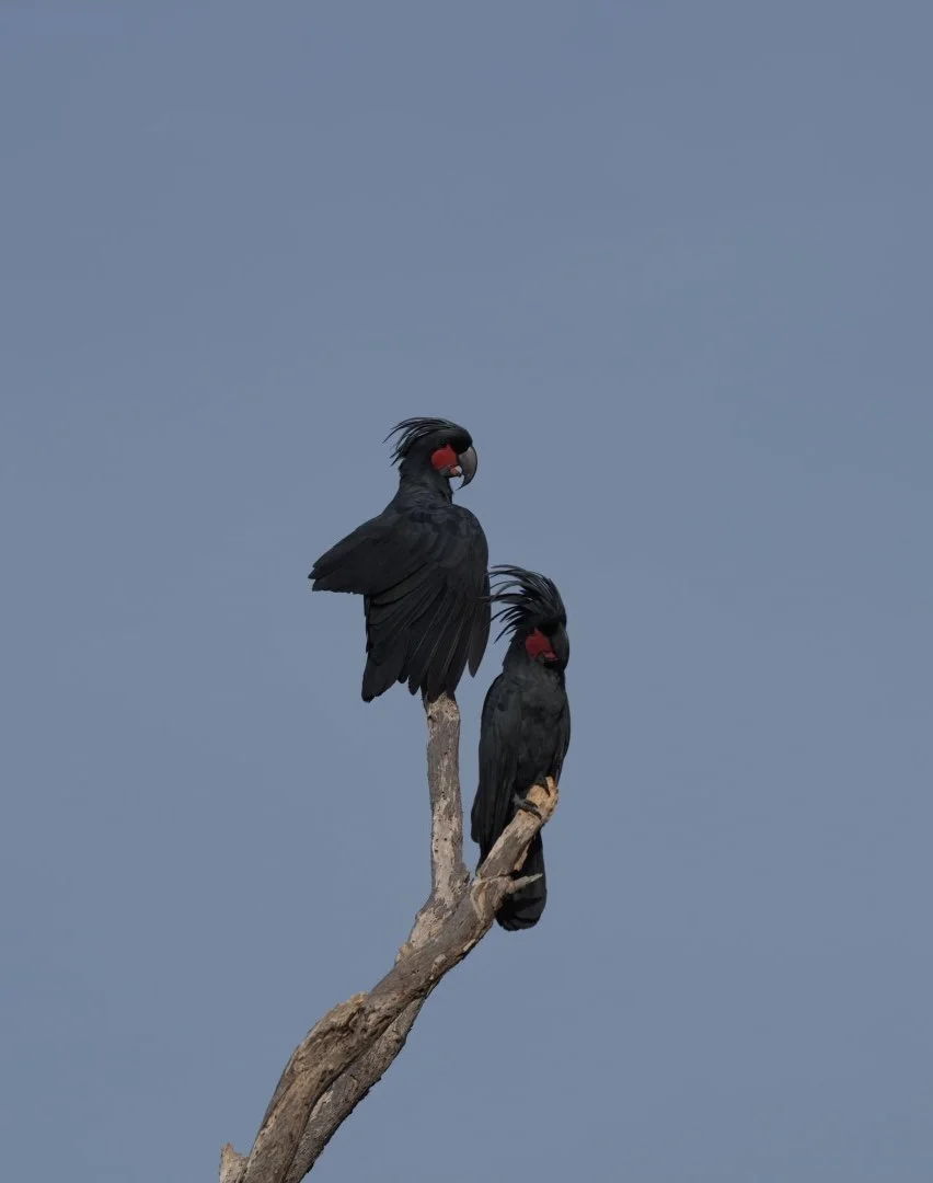Two Palm cockatoo (Probosciger aterrimus)  perched on a bare, curved tree branch against a cloudy sky.
