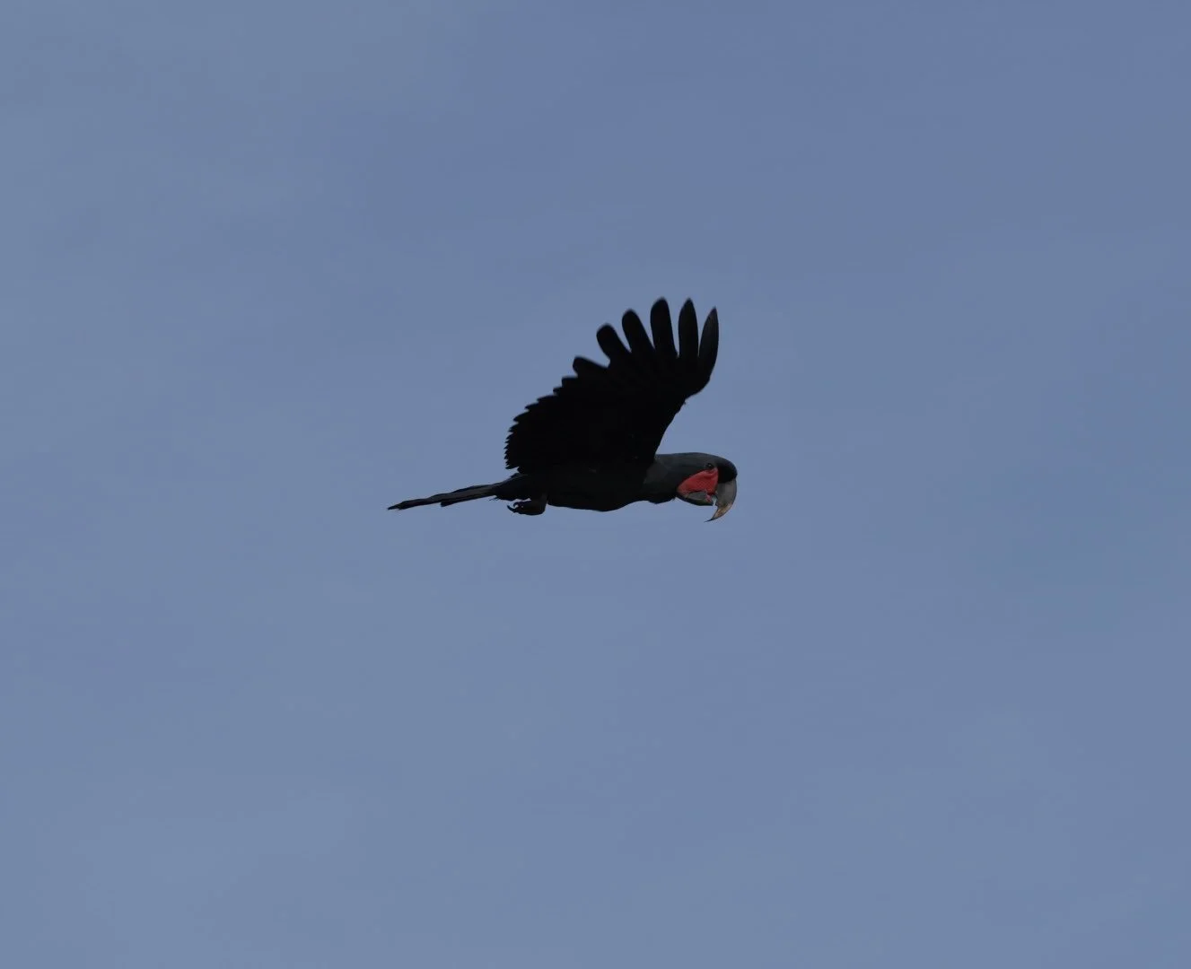 A Palm cockatoo (Probosciger aterrimus)  flying against a cloudy sky.