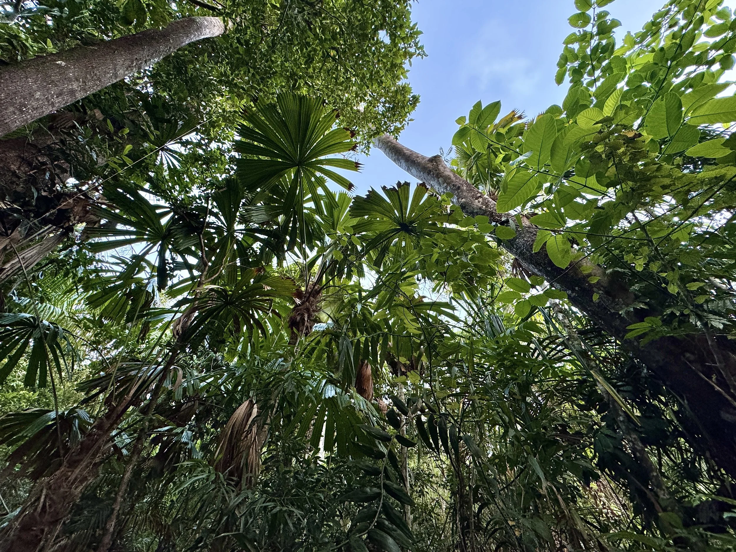 View of a dense tropical rainforest canopy with various green leaves and trees under a blue sky.